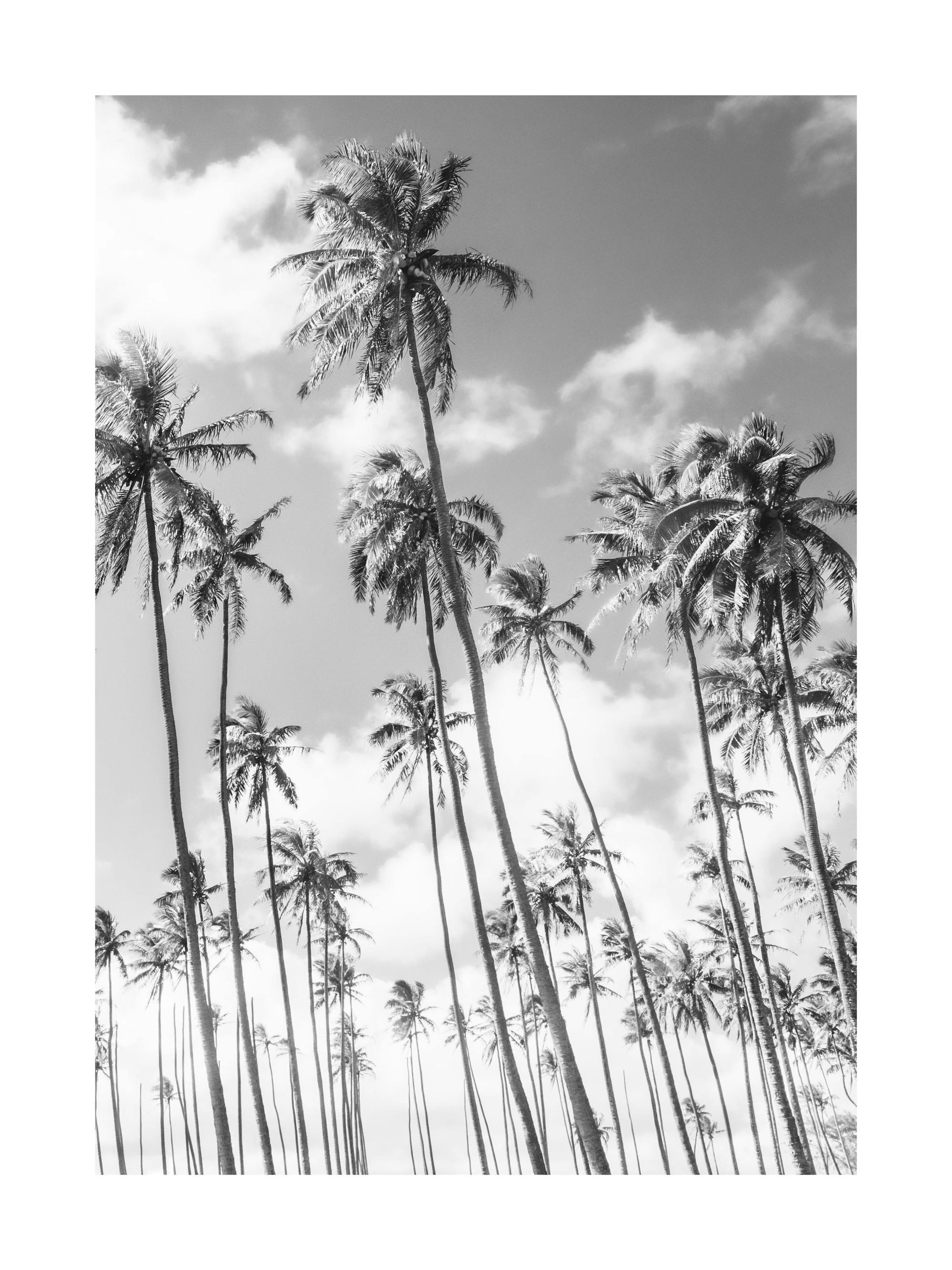Richard Podgurski - Kauai Palms Print