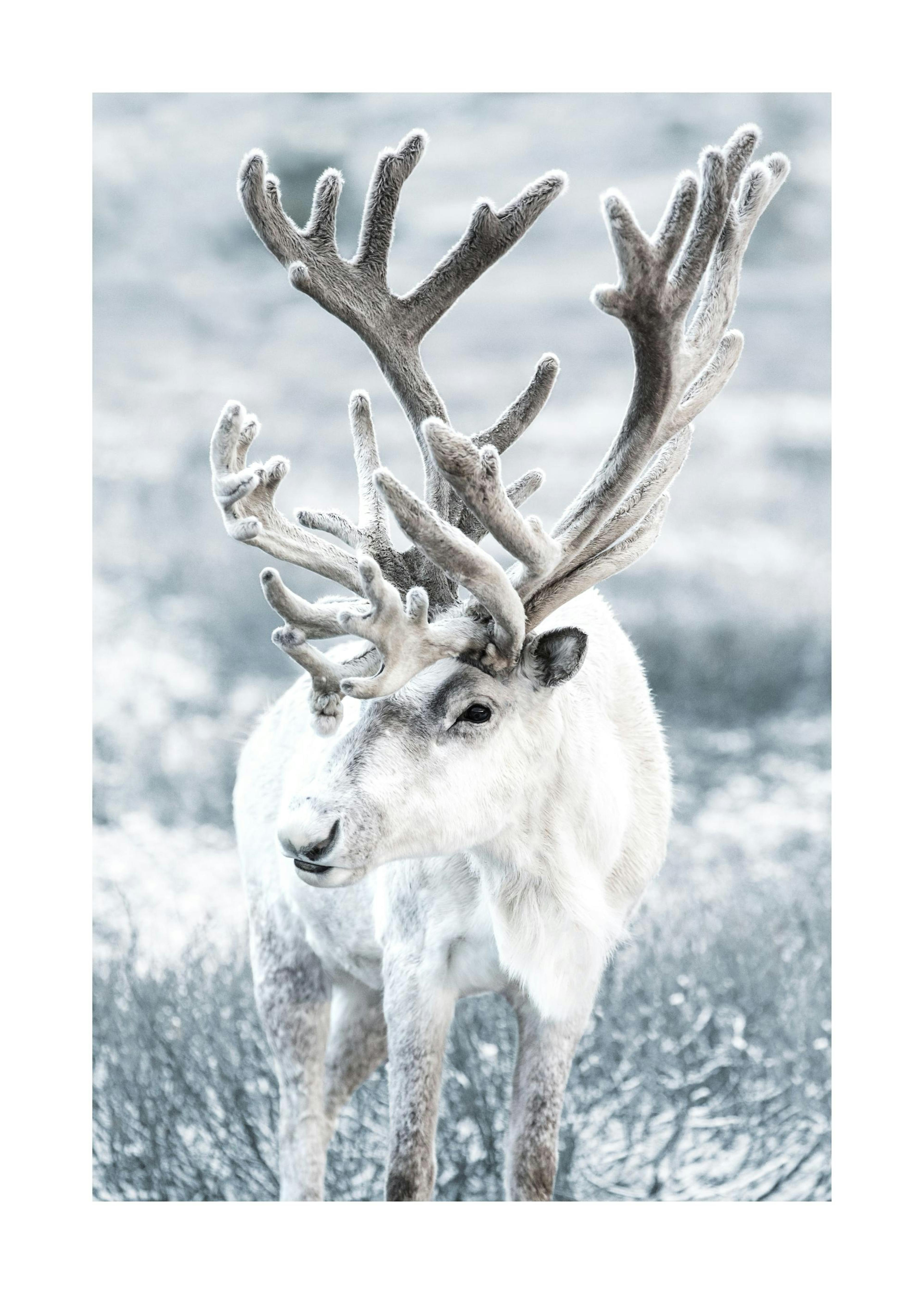 Winter Reindeer Poster 0