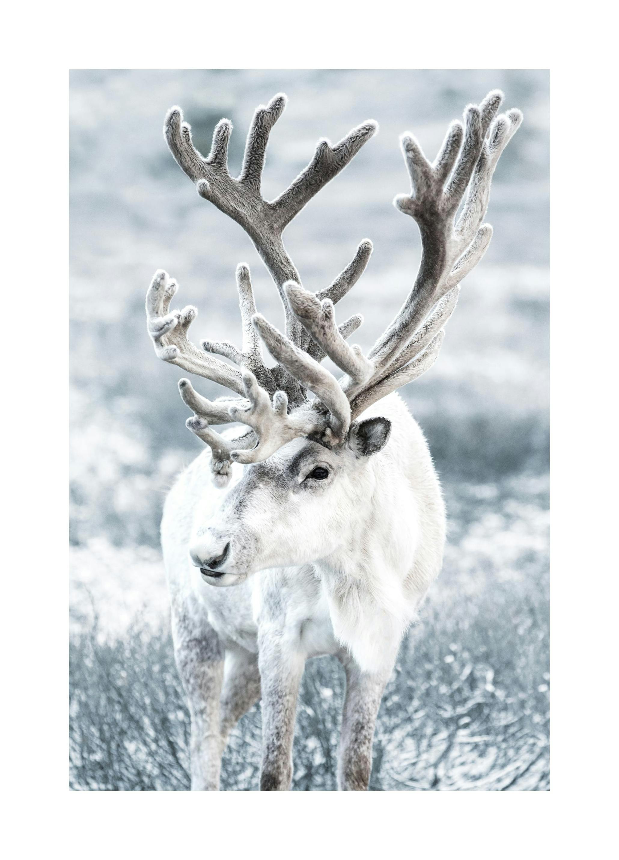 Winter Reindeer Poster (13x18 cm) - Poster