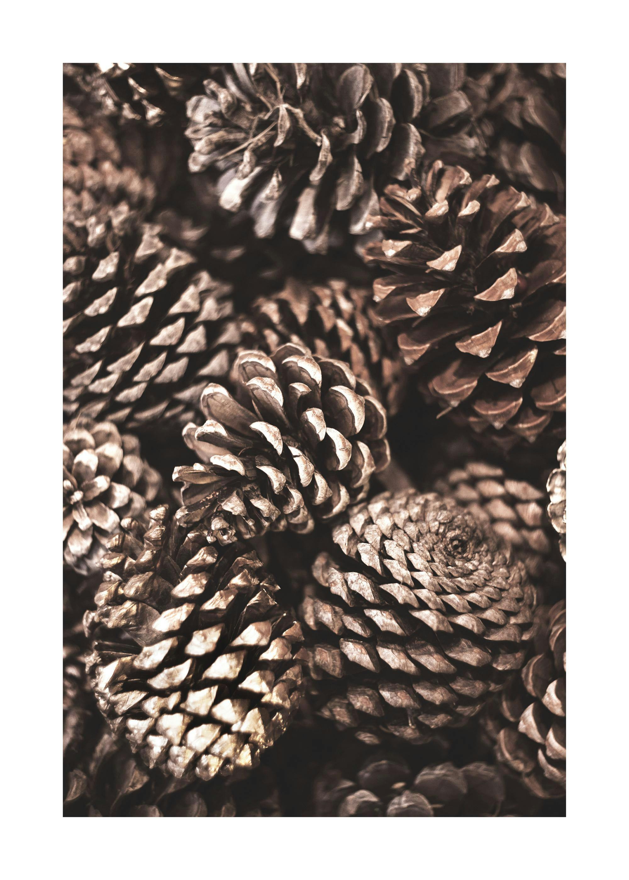 Pine Cones Print 0
