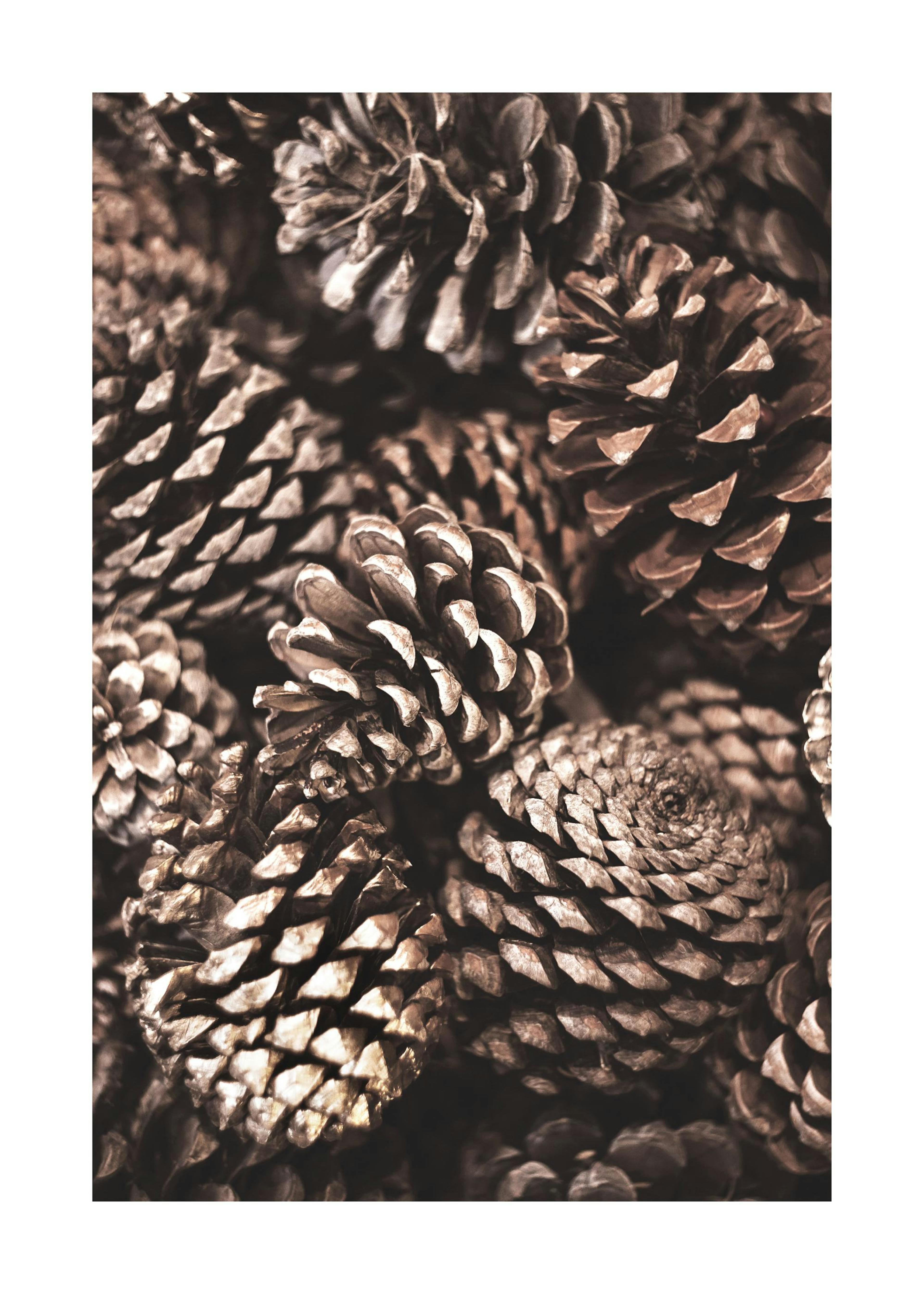 Pine Cones Affiche 0