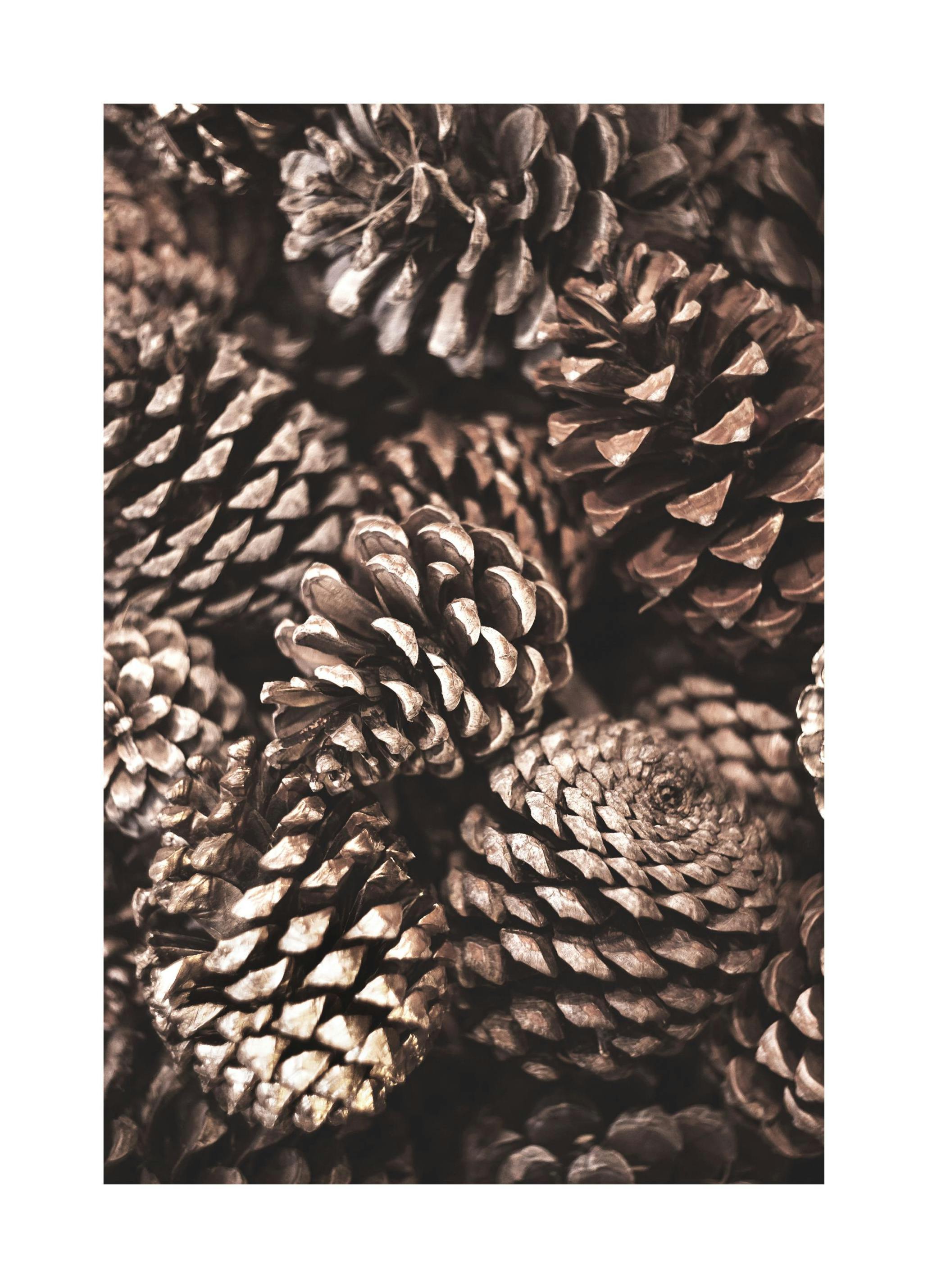 Pine Cones Poster (40x50 cm)- Posters de inverno