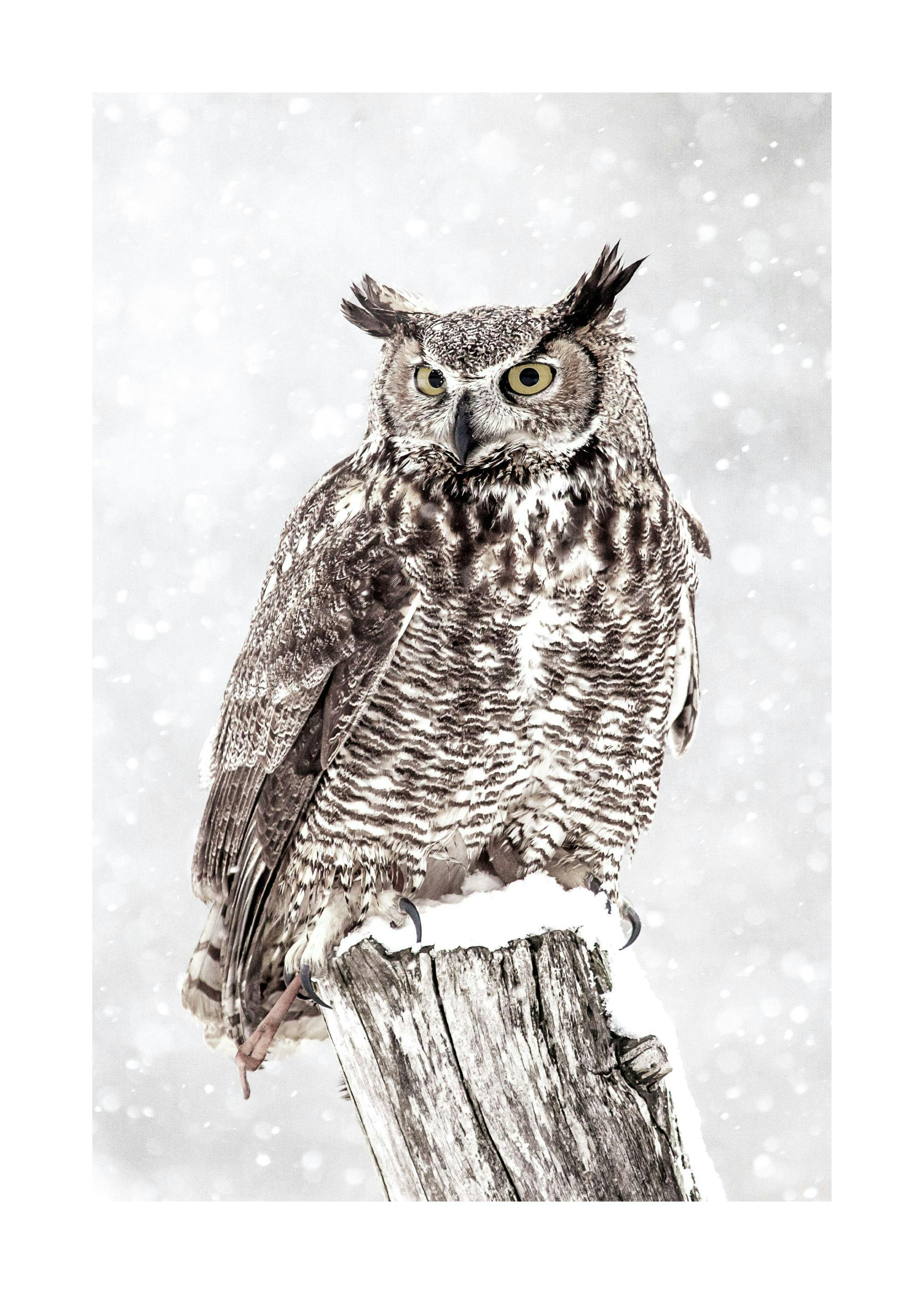 Owl in Snowfall Plakat 0