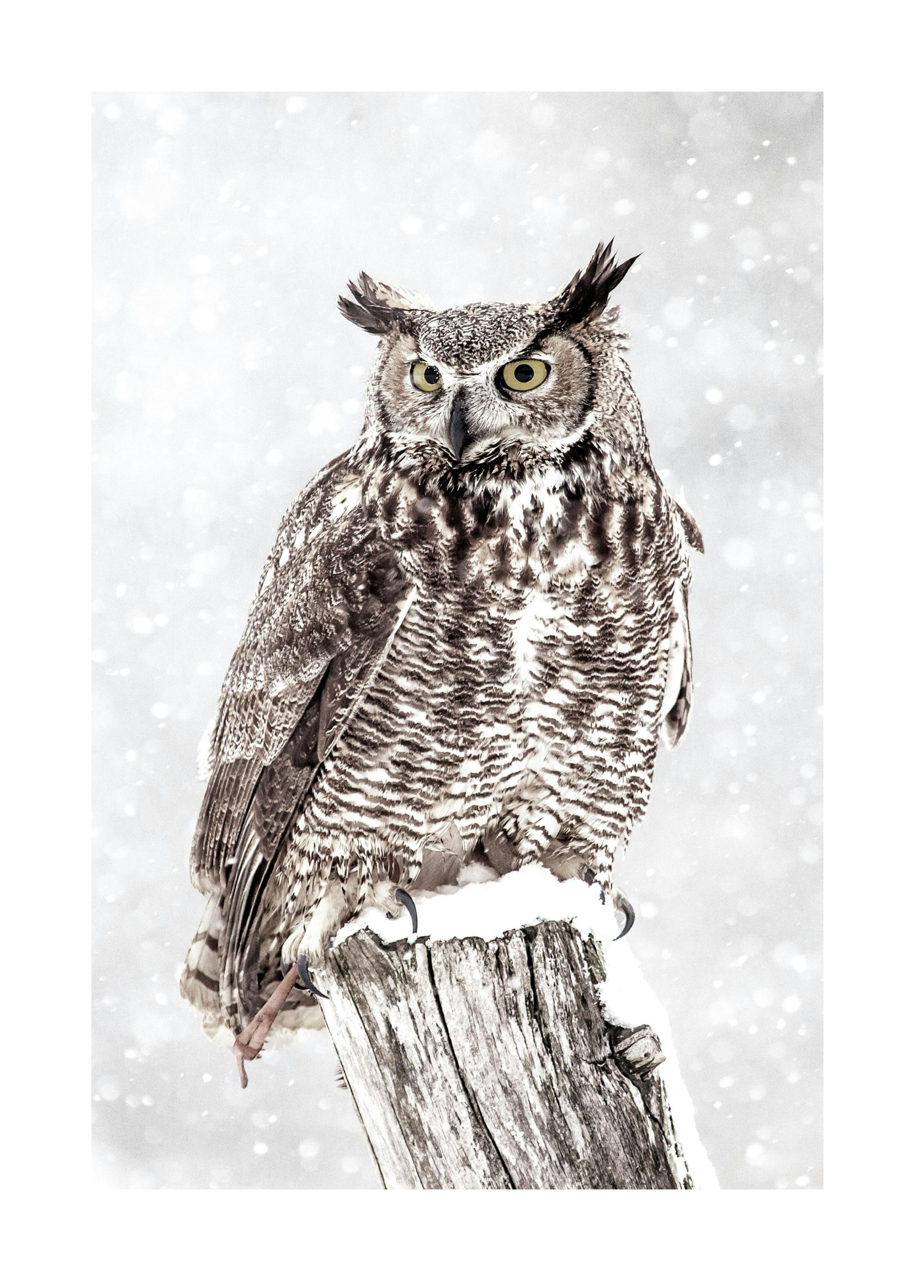 Owl in Snowfall Print 0