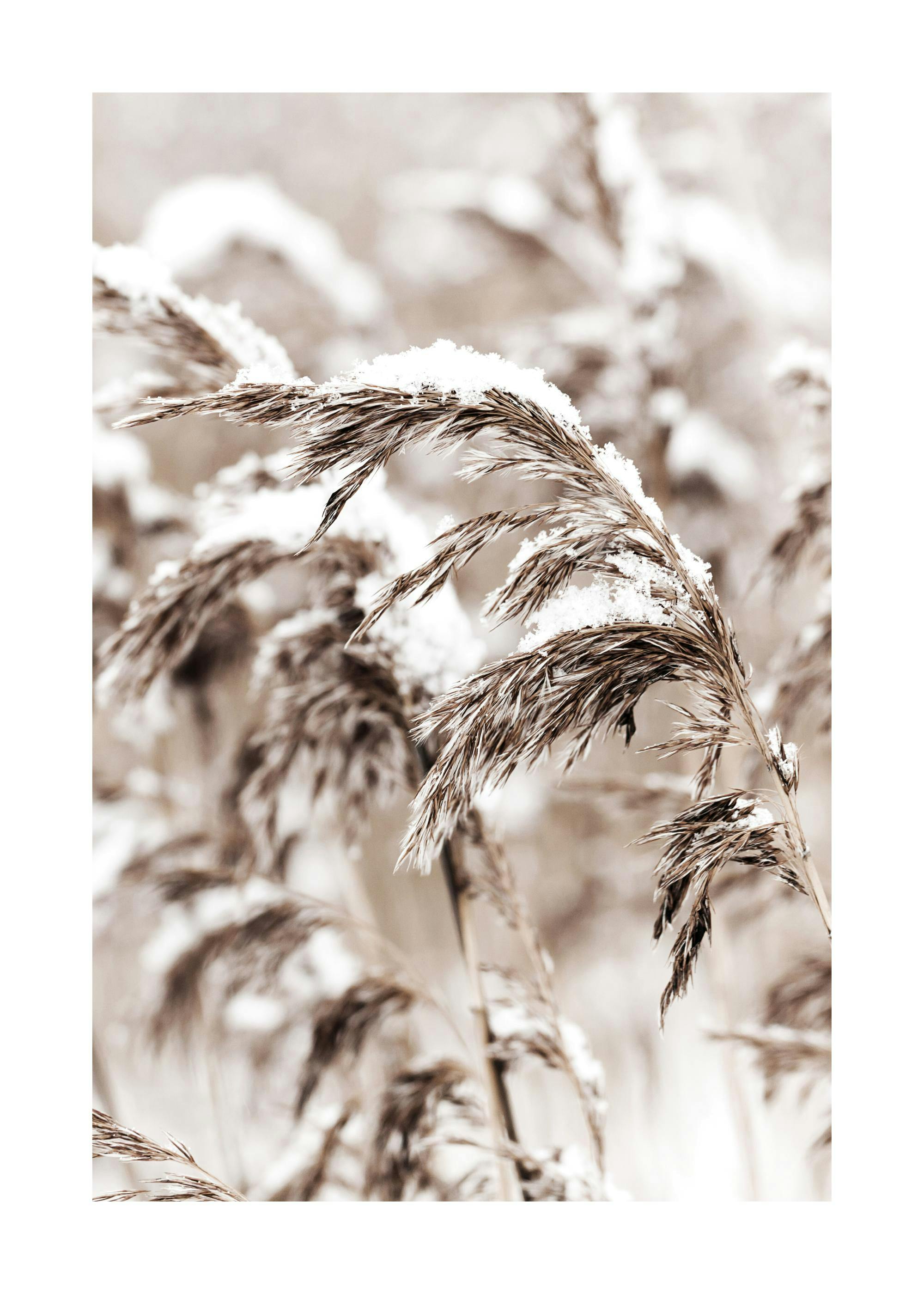 Snowy Reed Poster 0