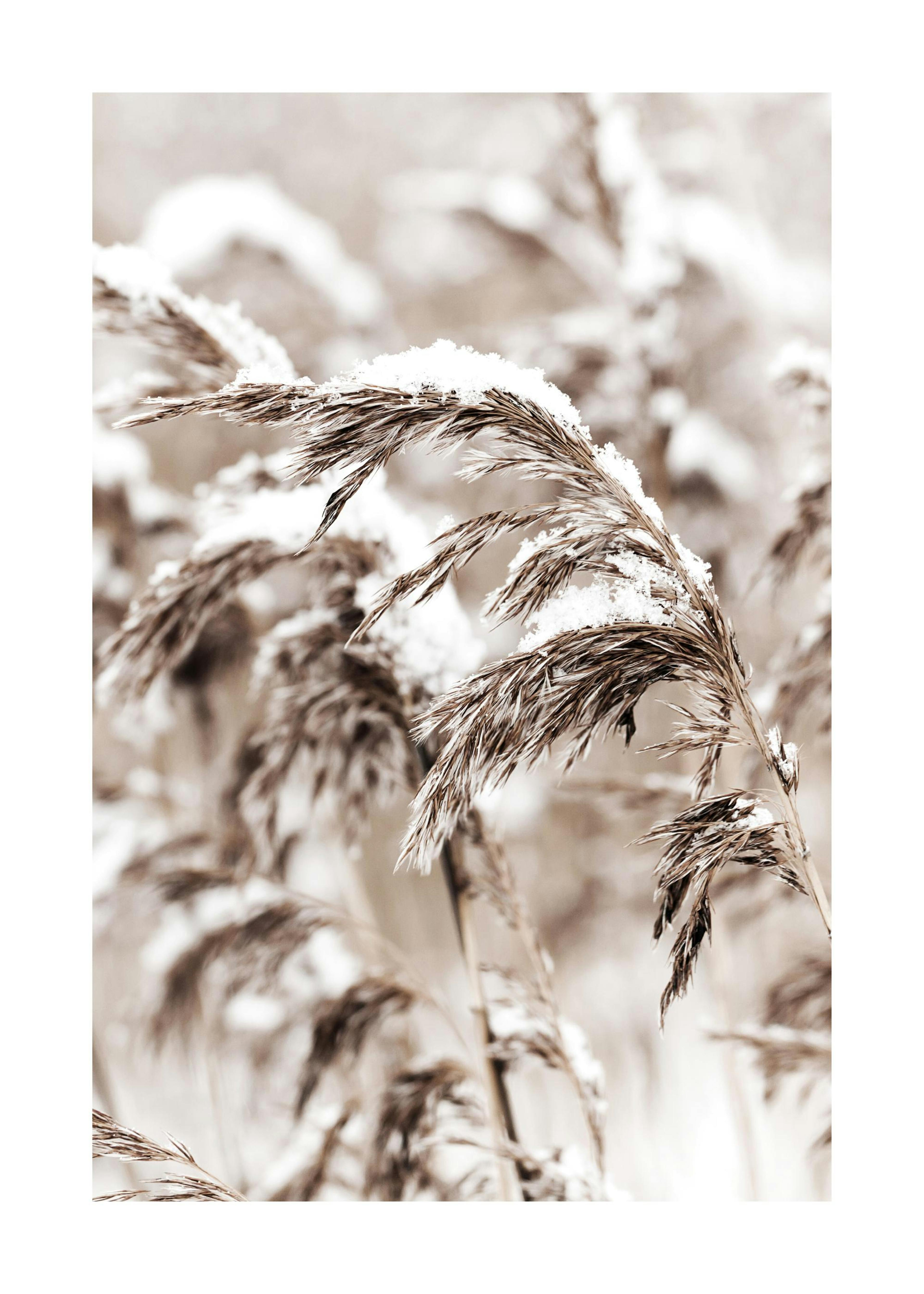 Snowy Reed Print 0