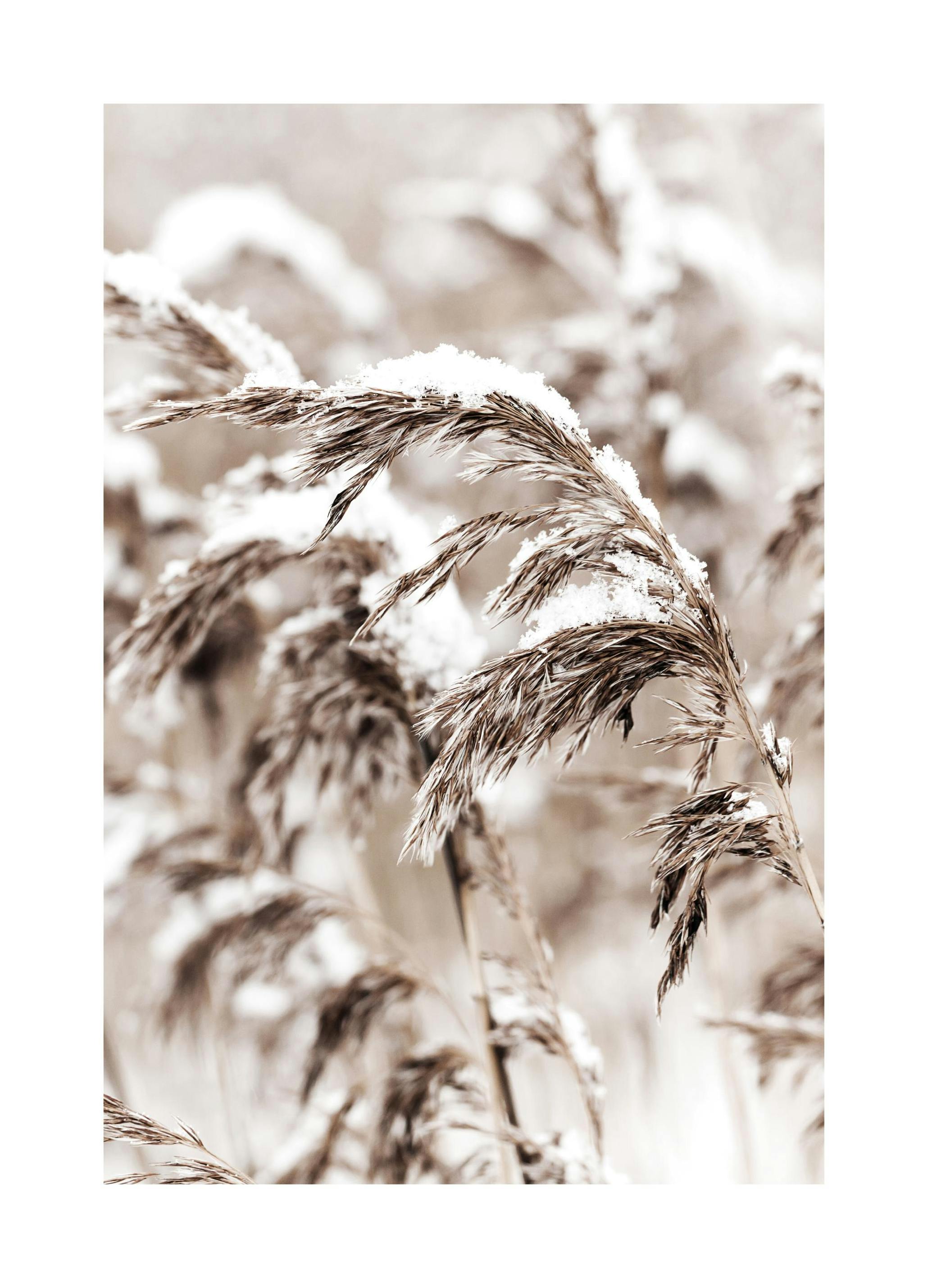 Snowy Reed Poster (50x70 cm)- Posters de inverno