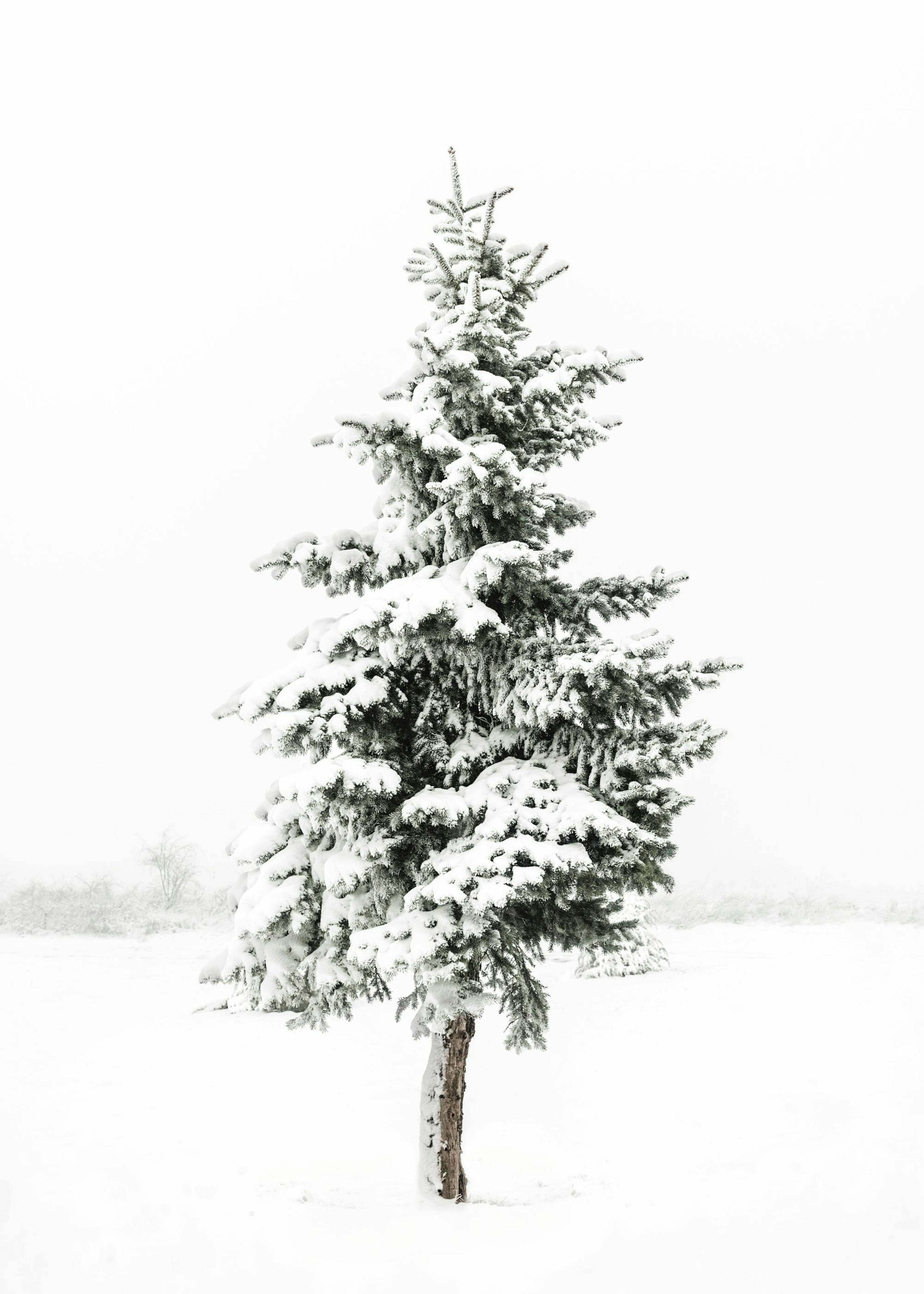 Snowy Spruce Print 0