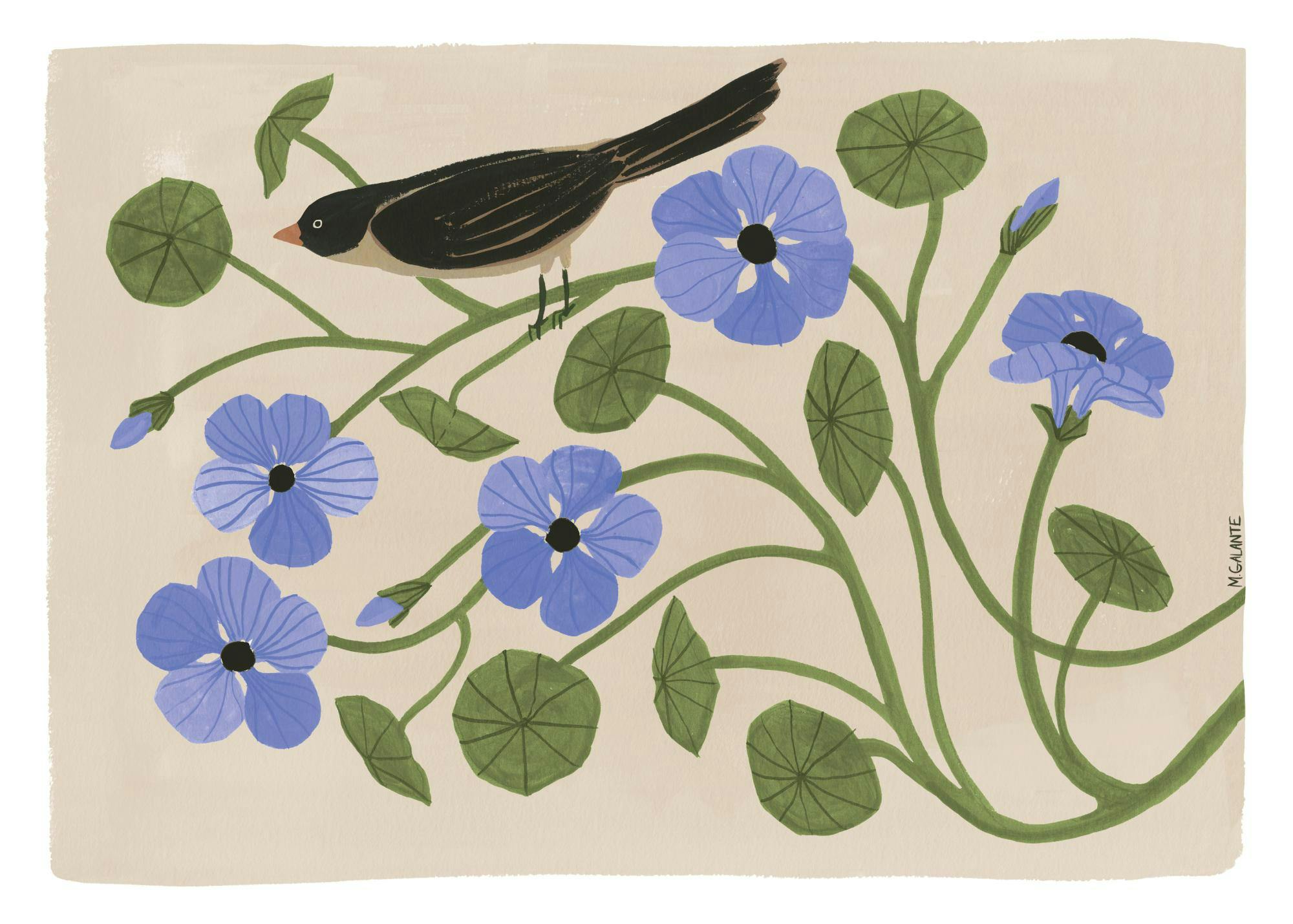 Megan Galante - Garden Pansey Poster 0