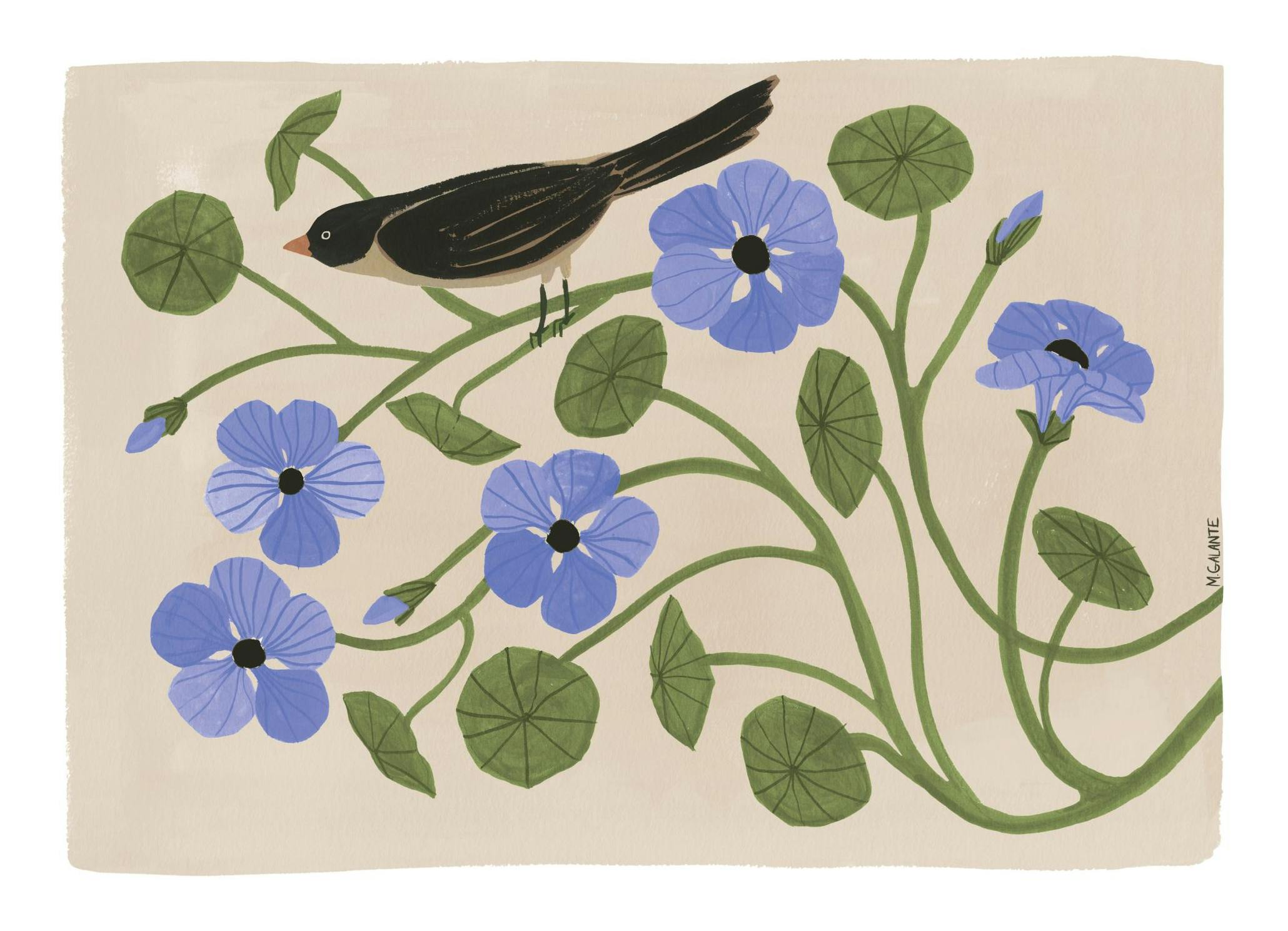 Megan Galante - Garden Pansey Poster (50x70 cm)- Megan Galante