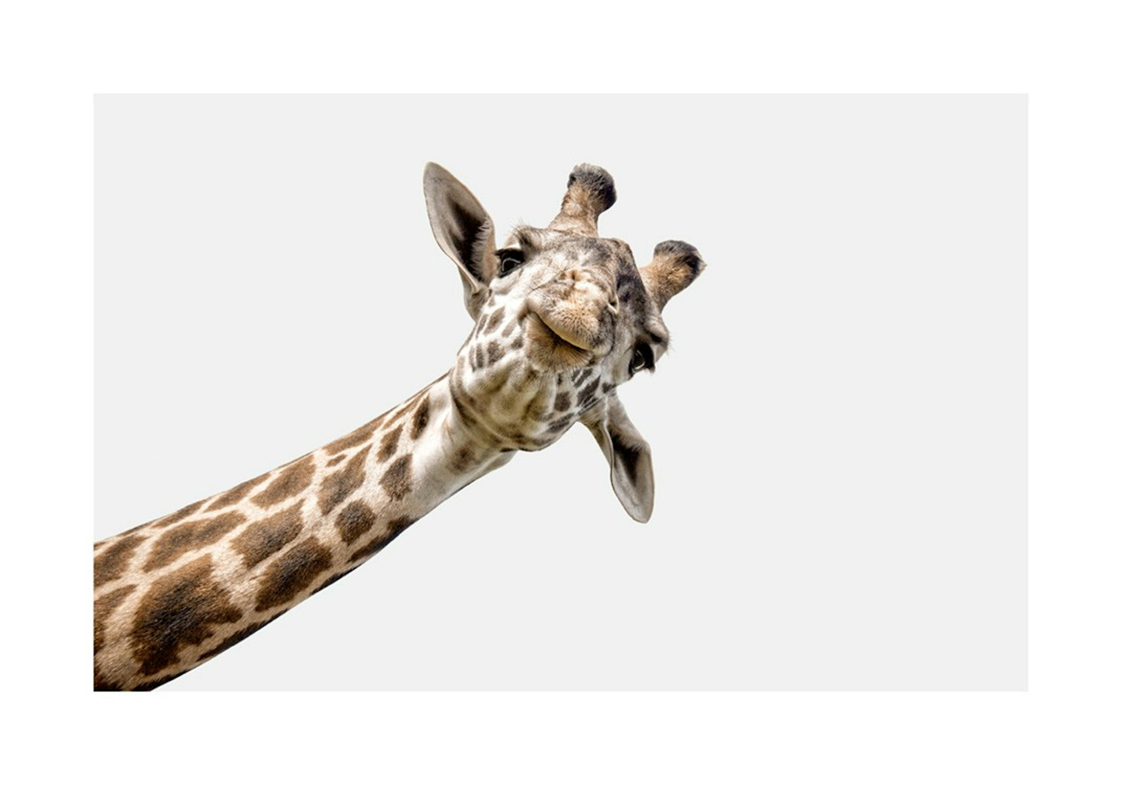 Curious Giraffe Poster