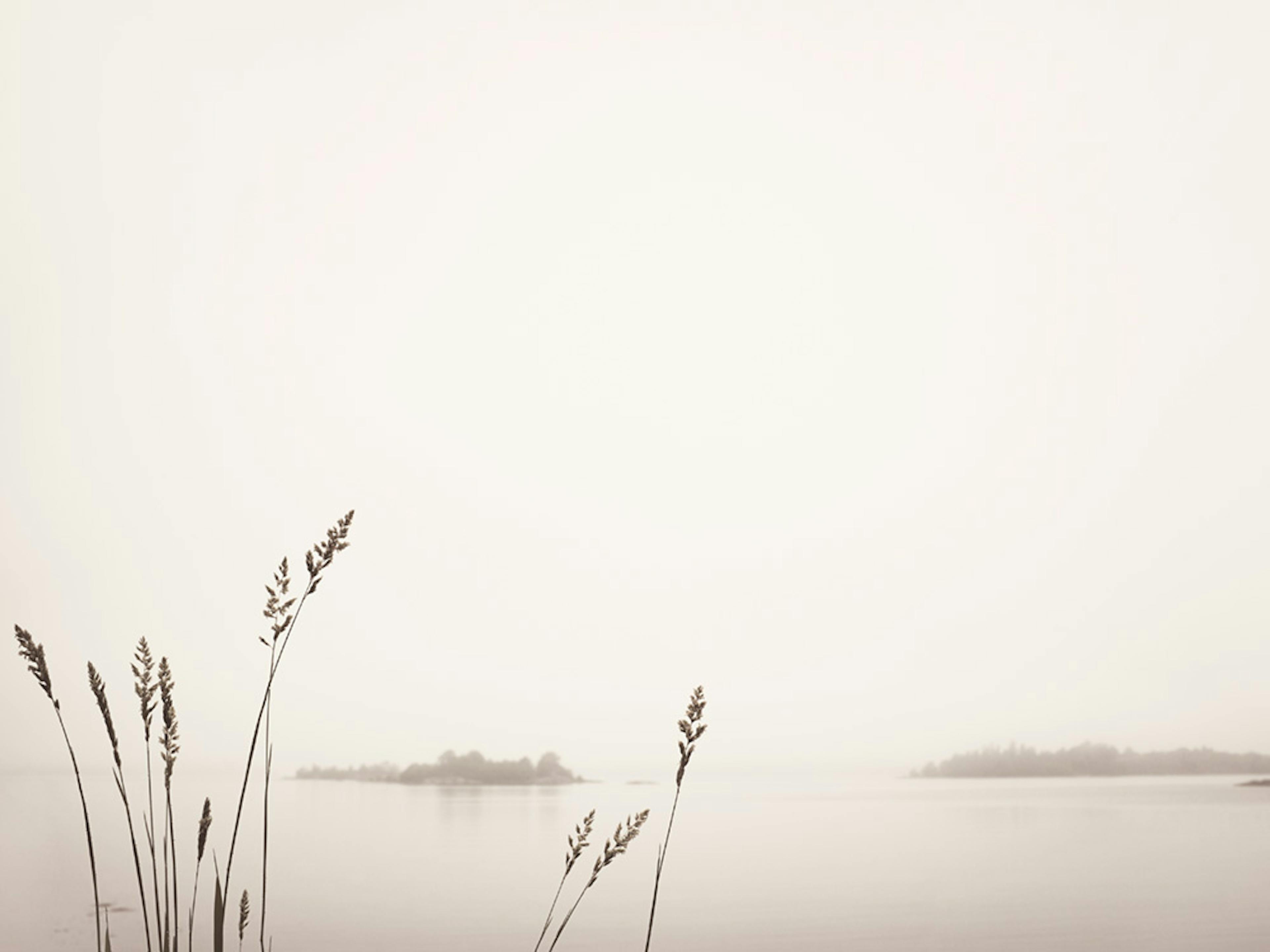 Reed by Foggy Lake Poster