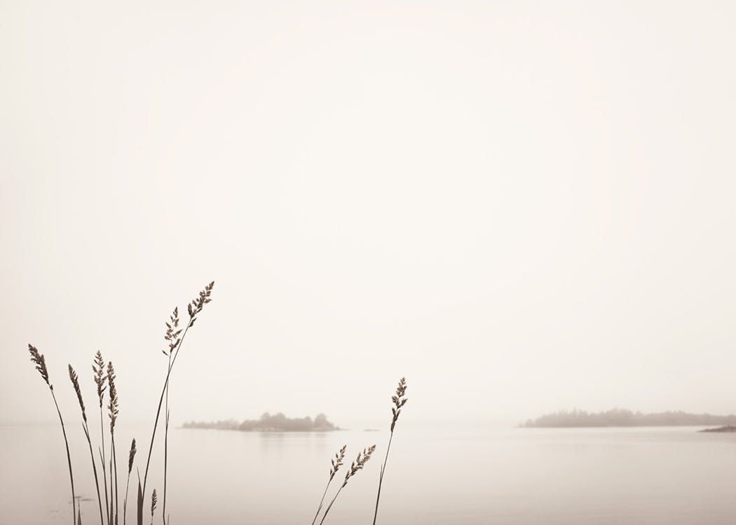 Reed by Foggy Lake Print 0