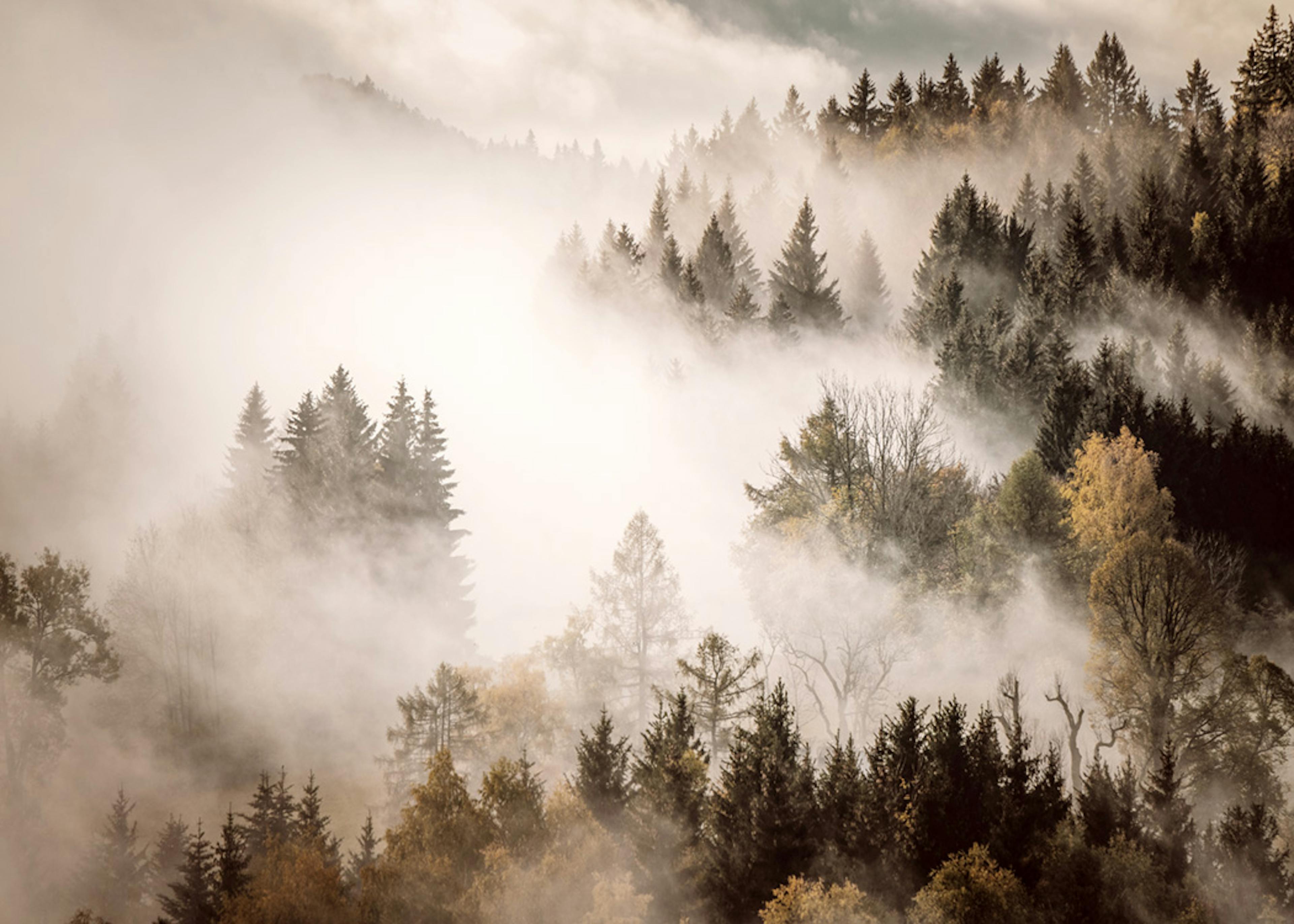 Misty Autumn Forest Poster 0