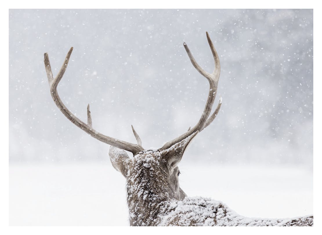 Prints - Deer in the Snow Print (50x70 cm) - Animal art prints