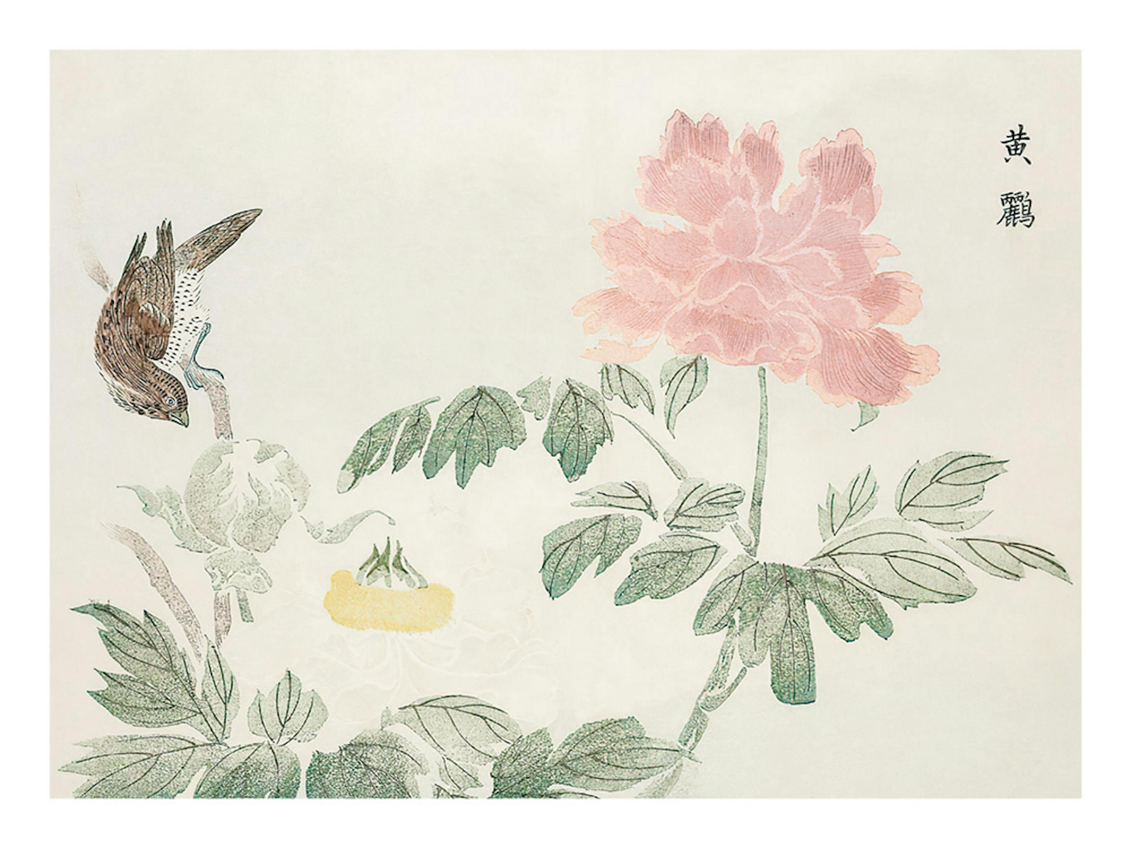 Chinese Peony Poster 0