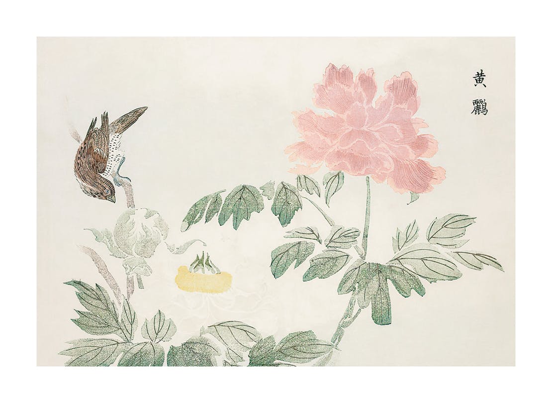 Chinese Peony Poster (50x70 cm) -  Poster mit Blumenmotiven