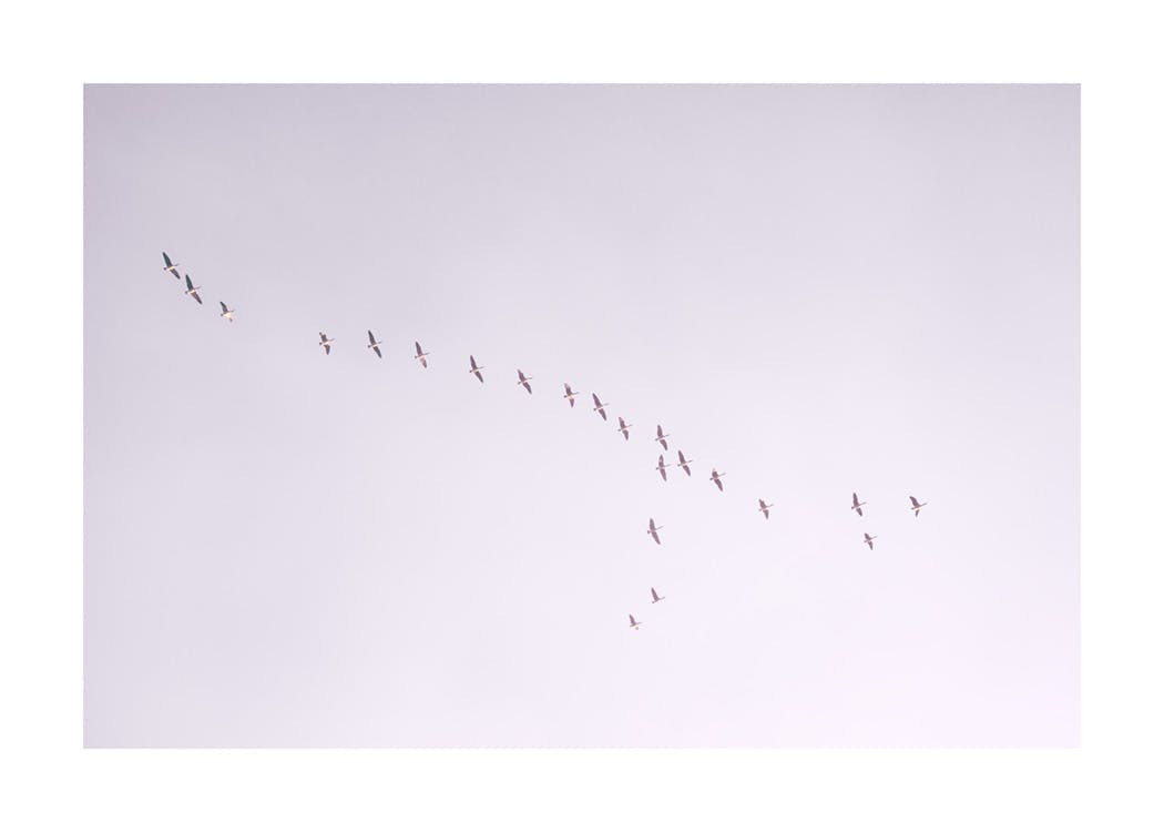Birds in Purple Sky Print 0
