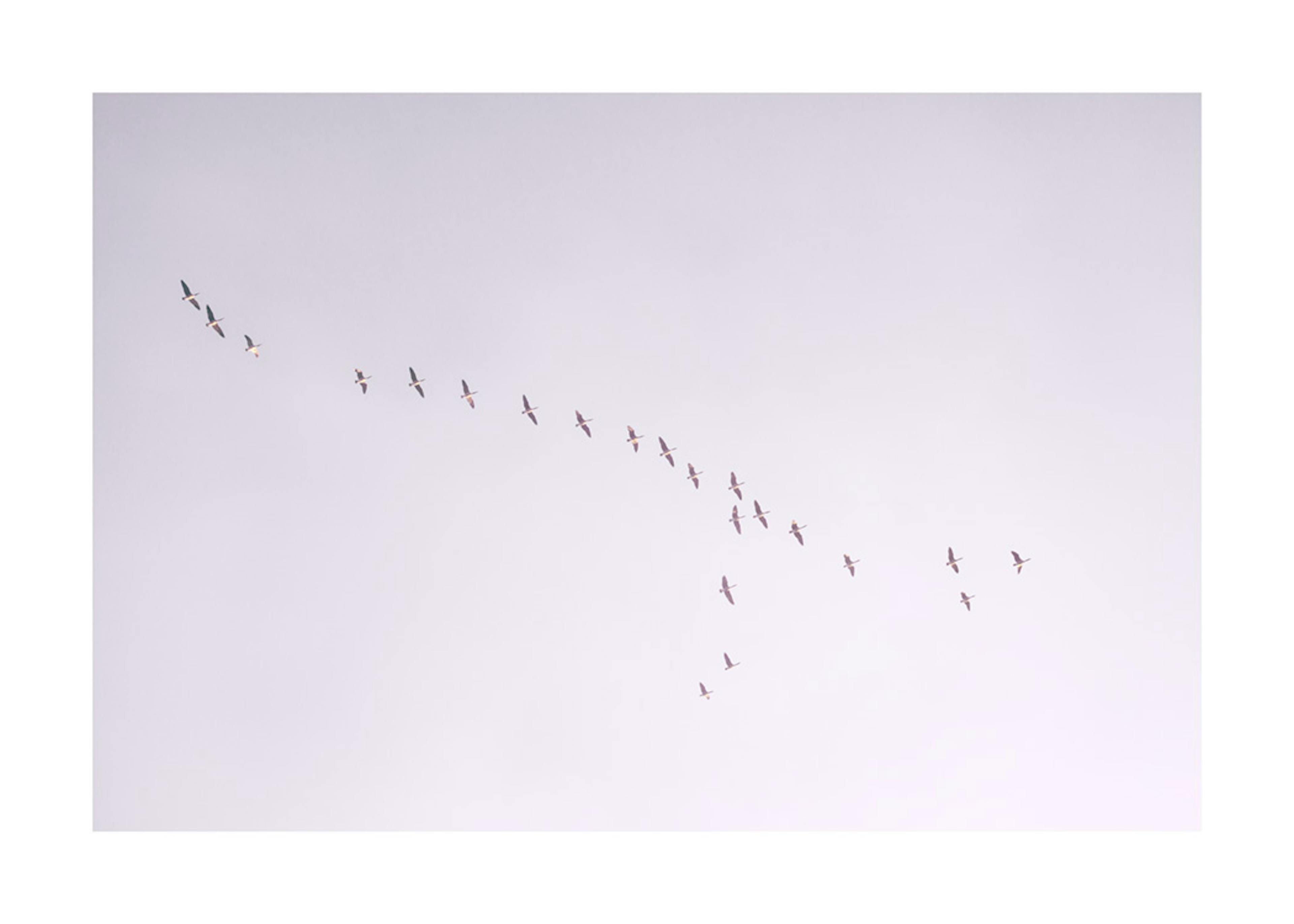 Birds in Purple Sky Print 0