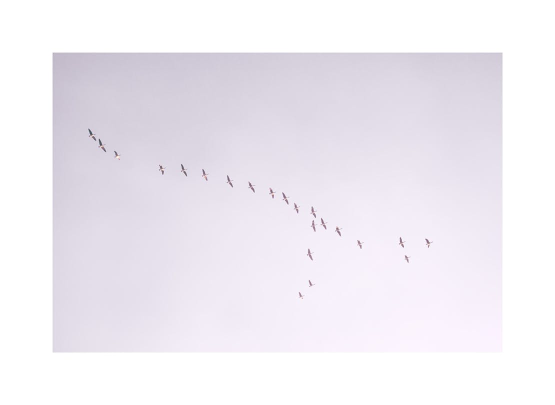 Birds in Purple Sky Print (50x70 cm)