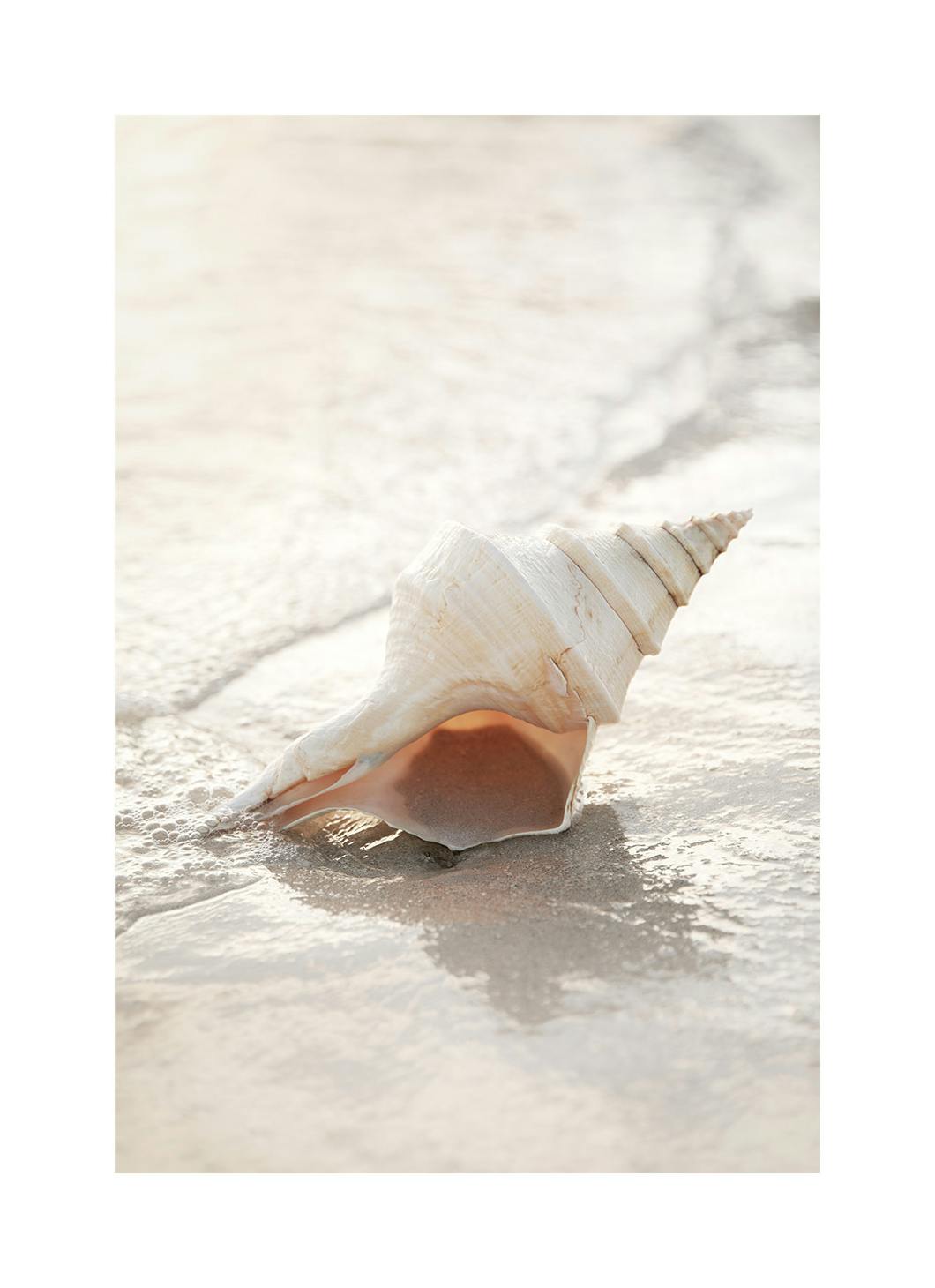 Shell on Beach Affiche (30x40 cm) - Photographies