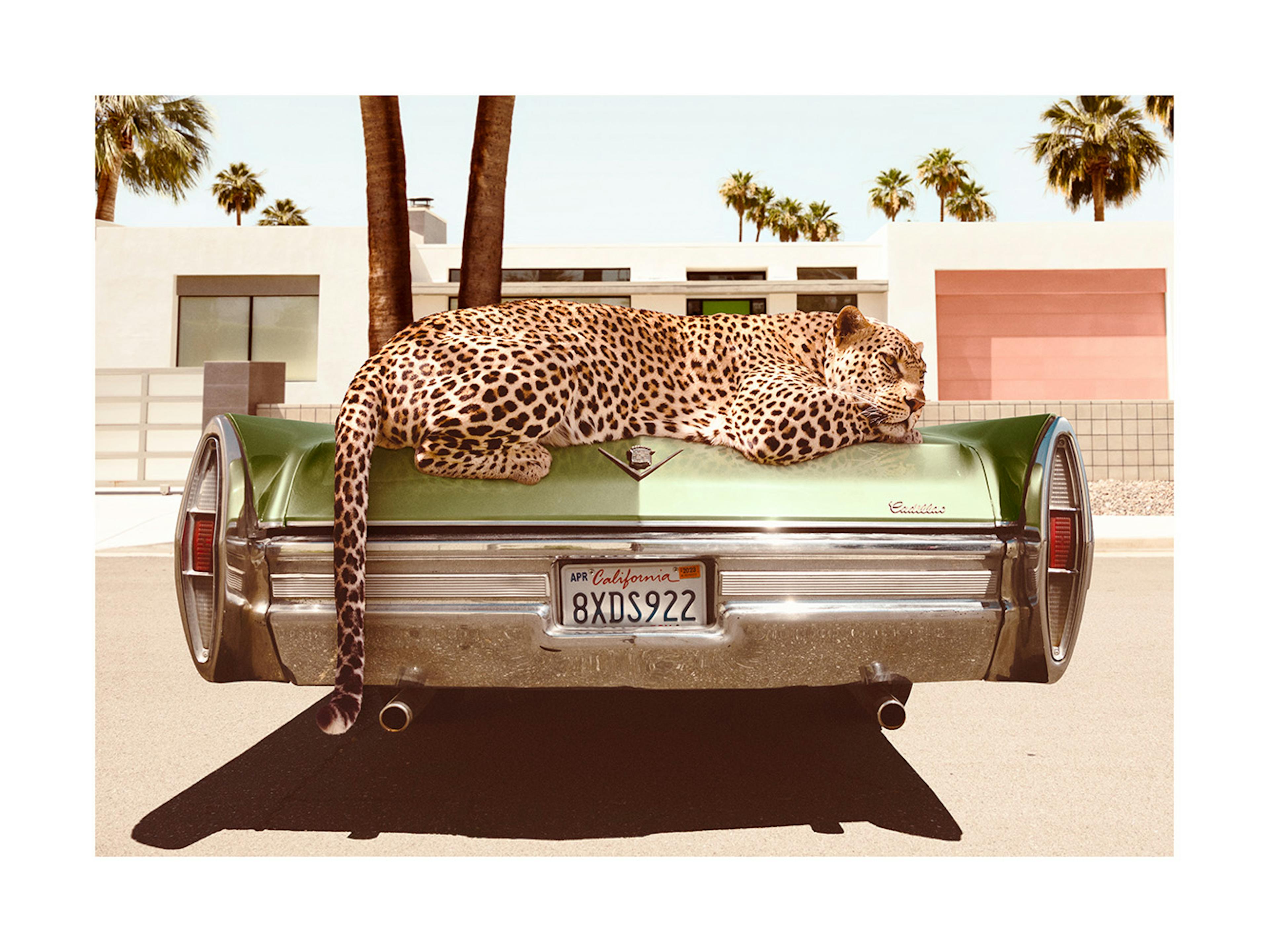 Chilling Leopard Print