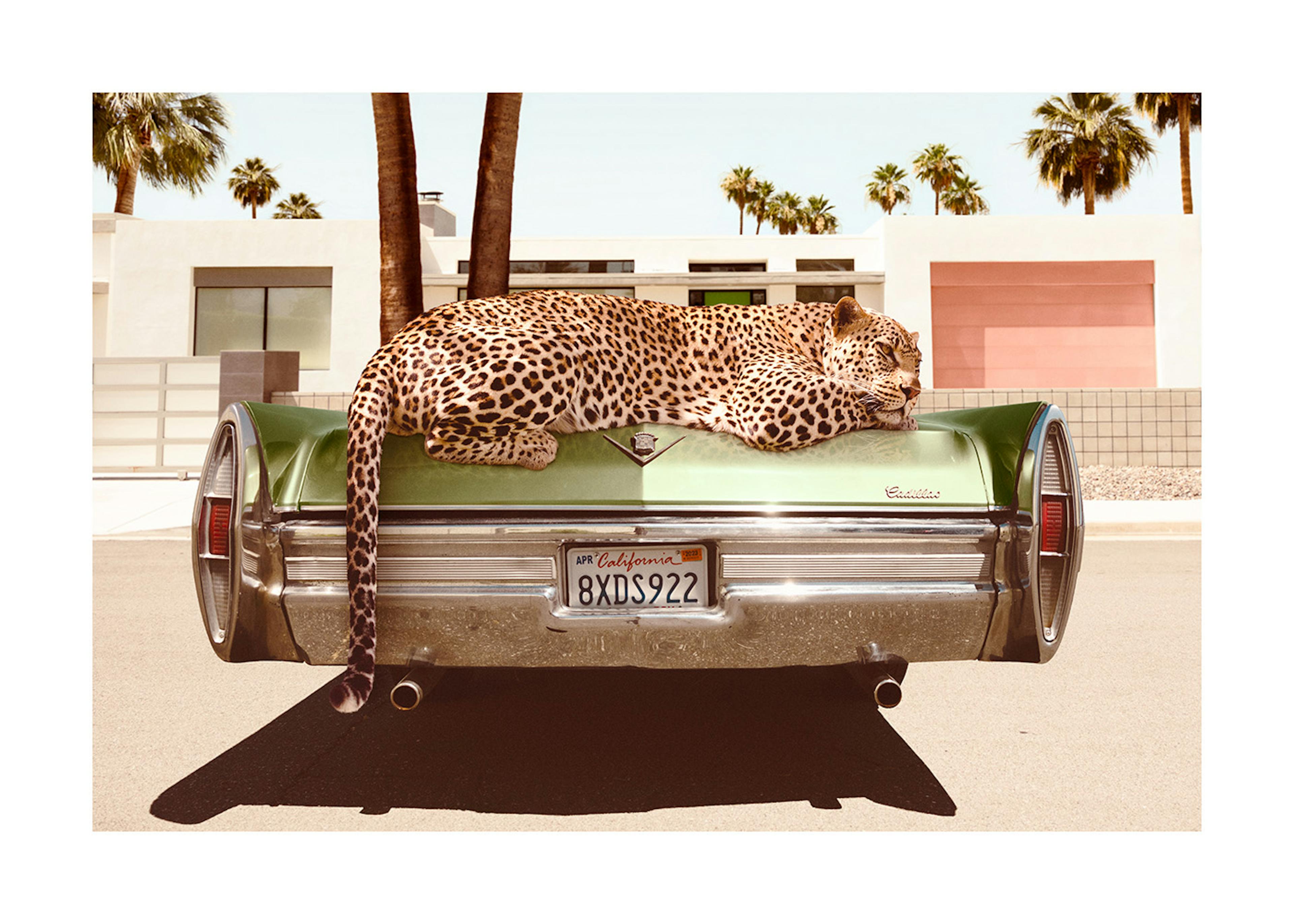 Chilling Leopard Poster 0