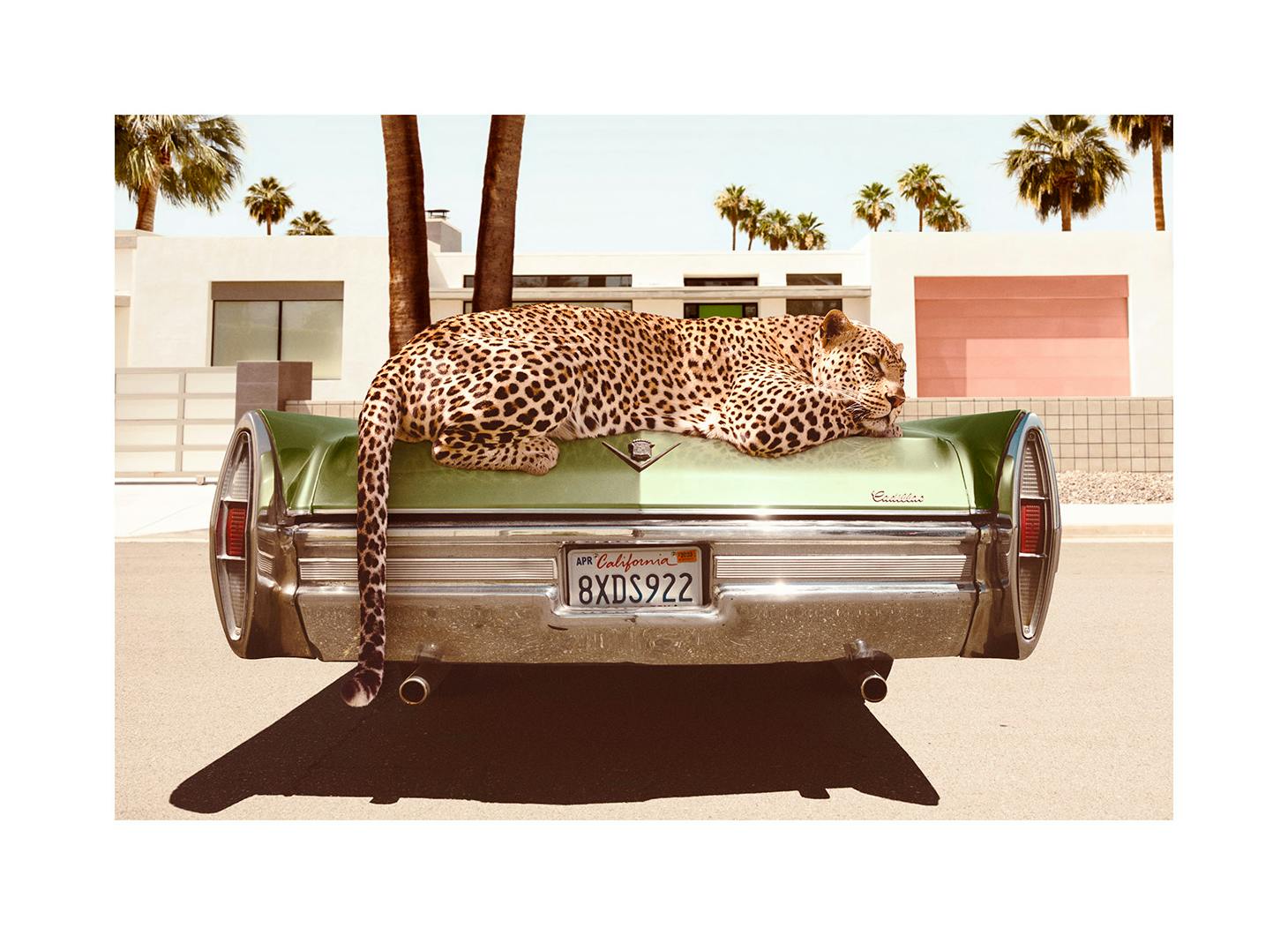 Chilling Leopard Poster (50x70 cm) -  Fotografien
