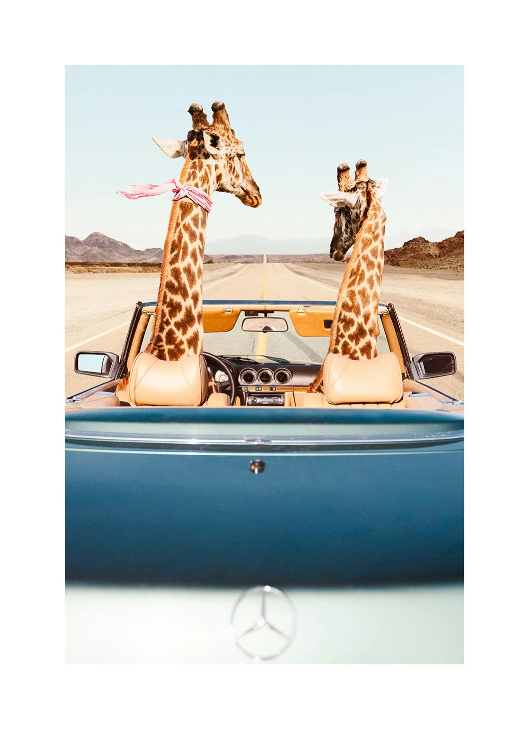 Giraffe Drive Affiche (30x40 cm) - Photographies