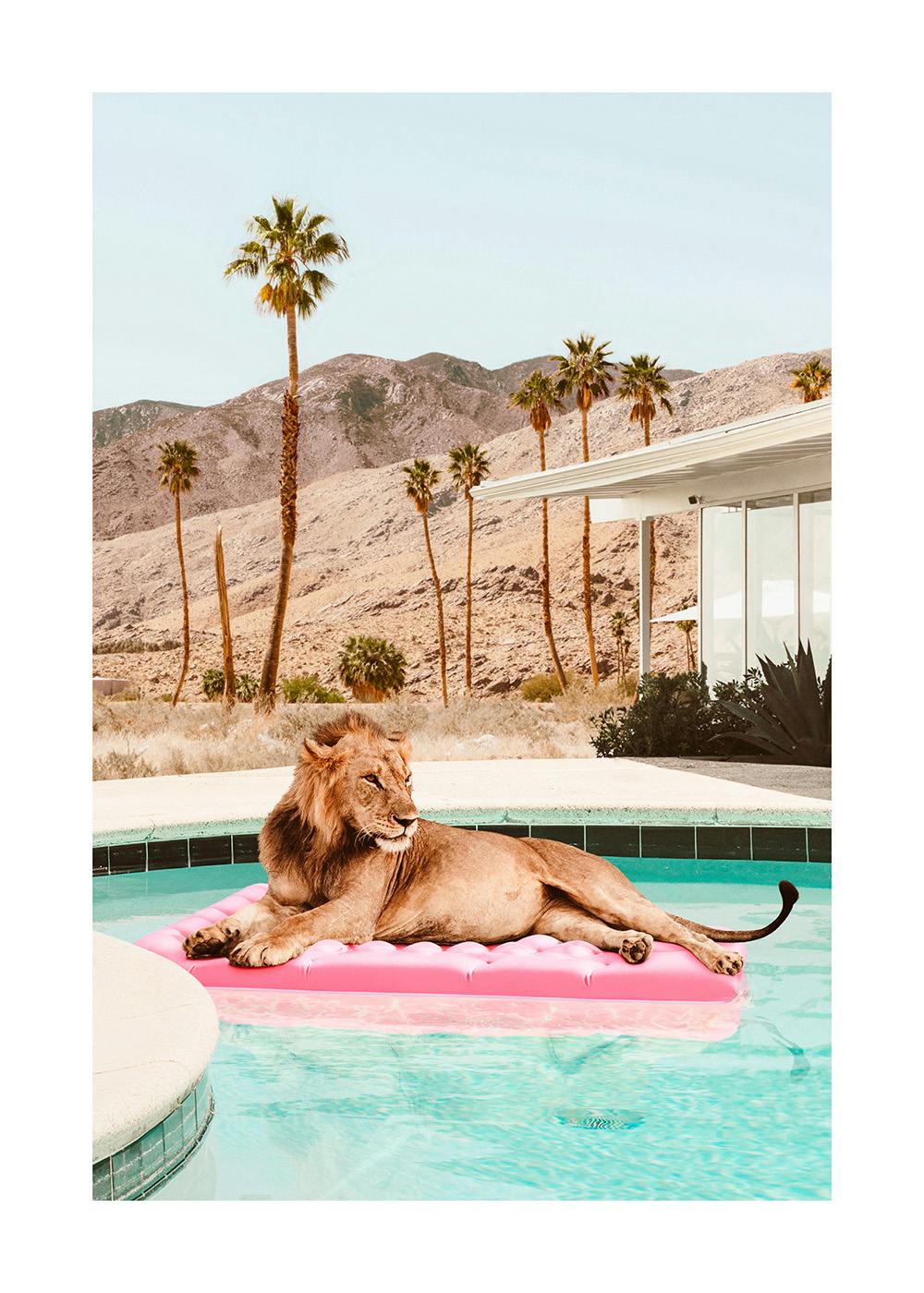 Sunbathing Lion Juliste 0