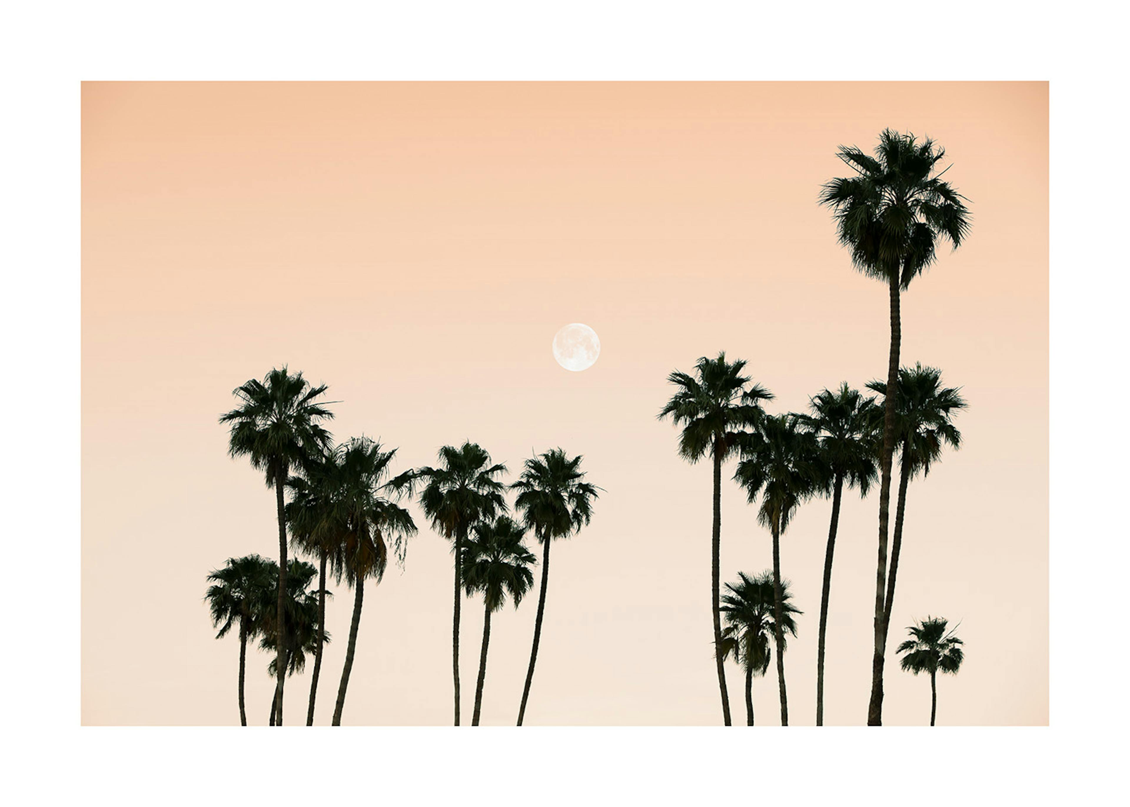 Palms in the Sky Affiche 0