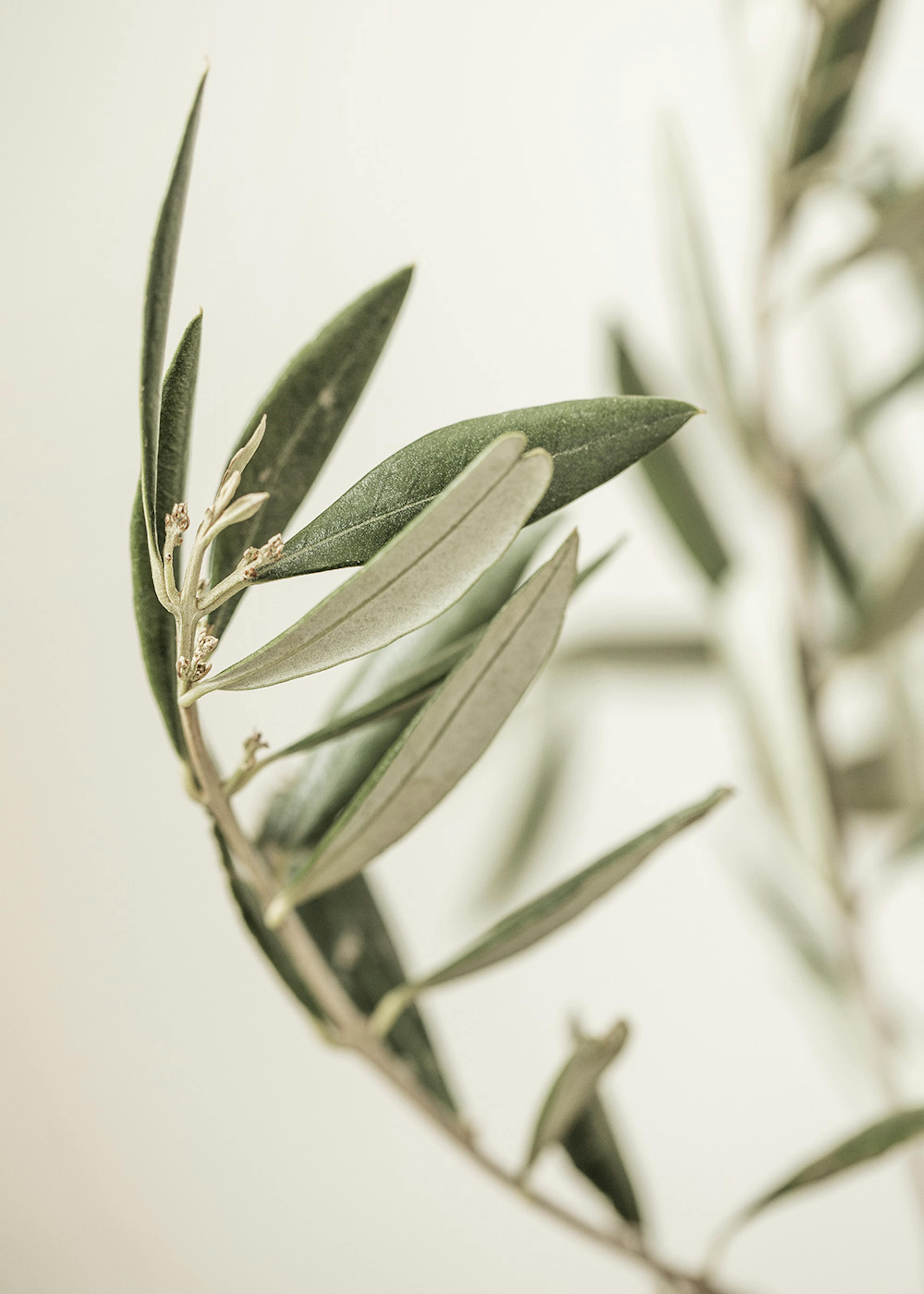 Branch of an Olive Affiche 0
