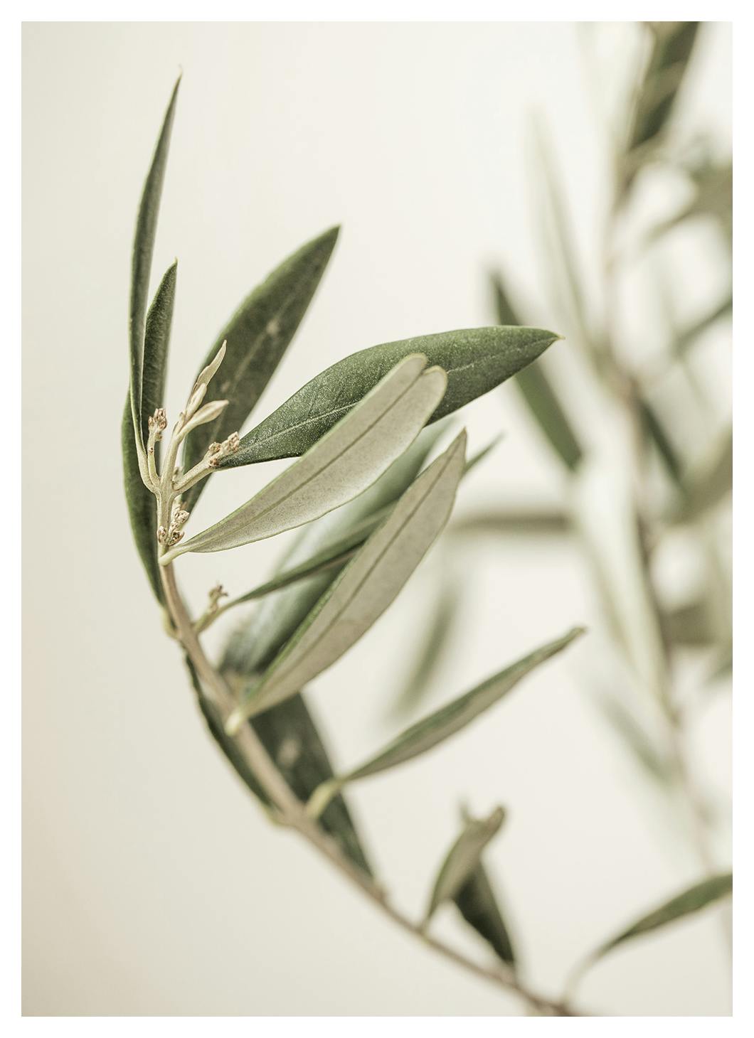 Branch of an Olive Poster (50x70 cm) - Groene planten