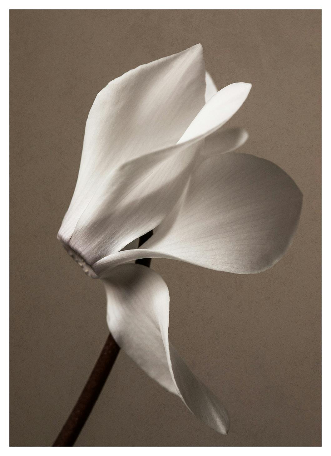 Elegant Blossom Plakat (30x40 cm) - Plakater > Botaniske plakater > Blomsterplakater