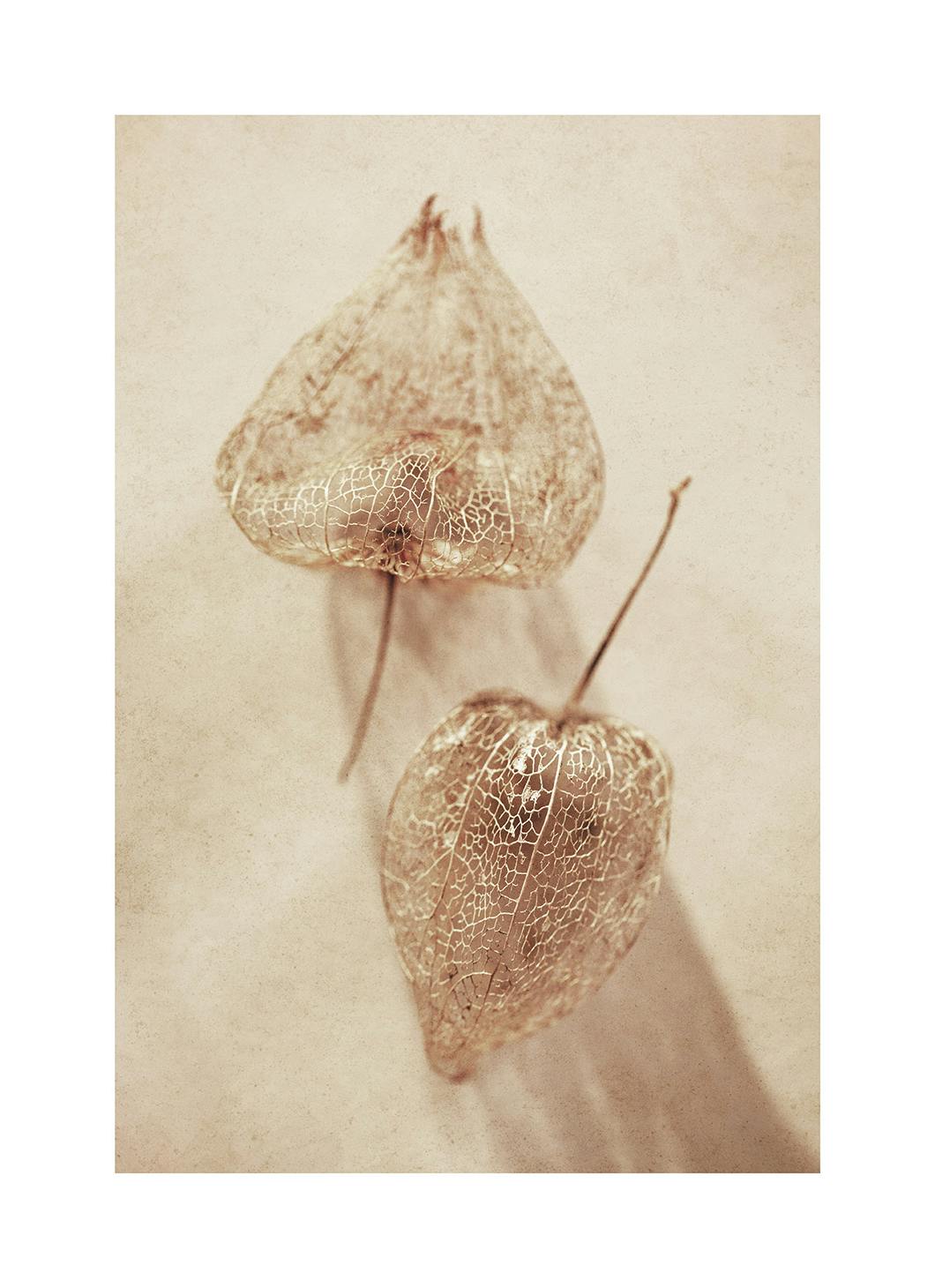 Delicate Husk Poster (30x40 cm)- Arte fotográfica
