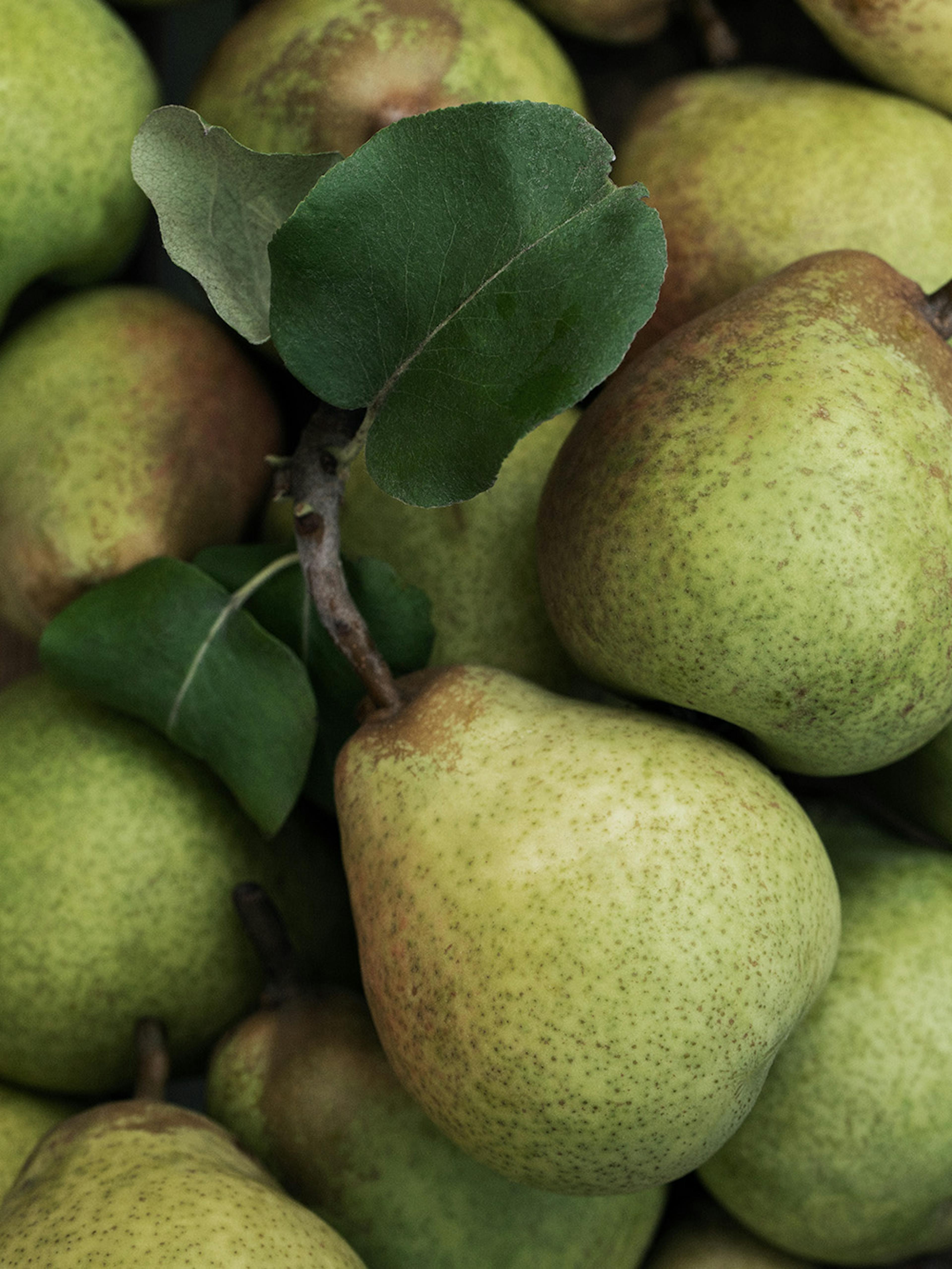 Closeup Pears Print