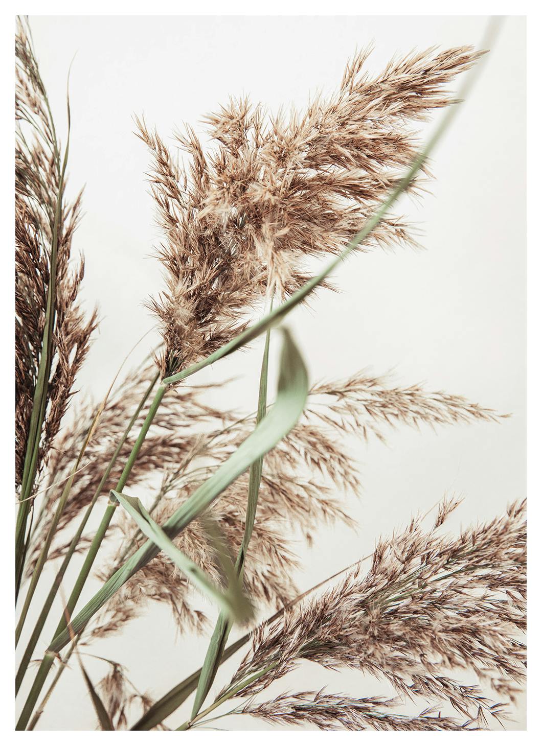 Rustic Reed Juliste (50x70 cm)  Kuivatut kasvit