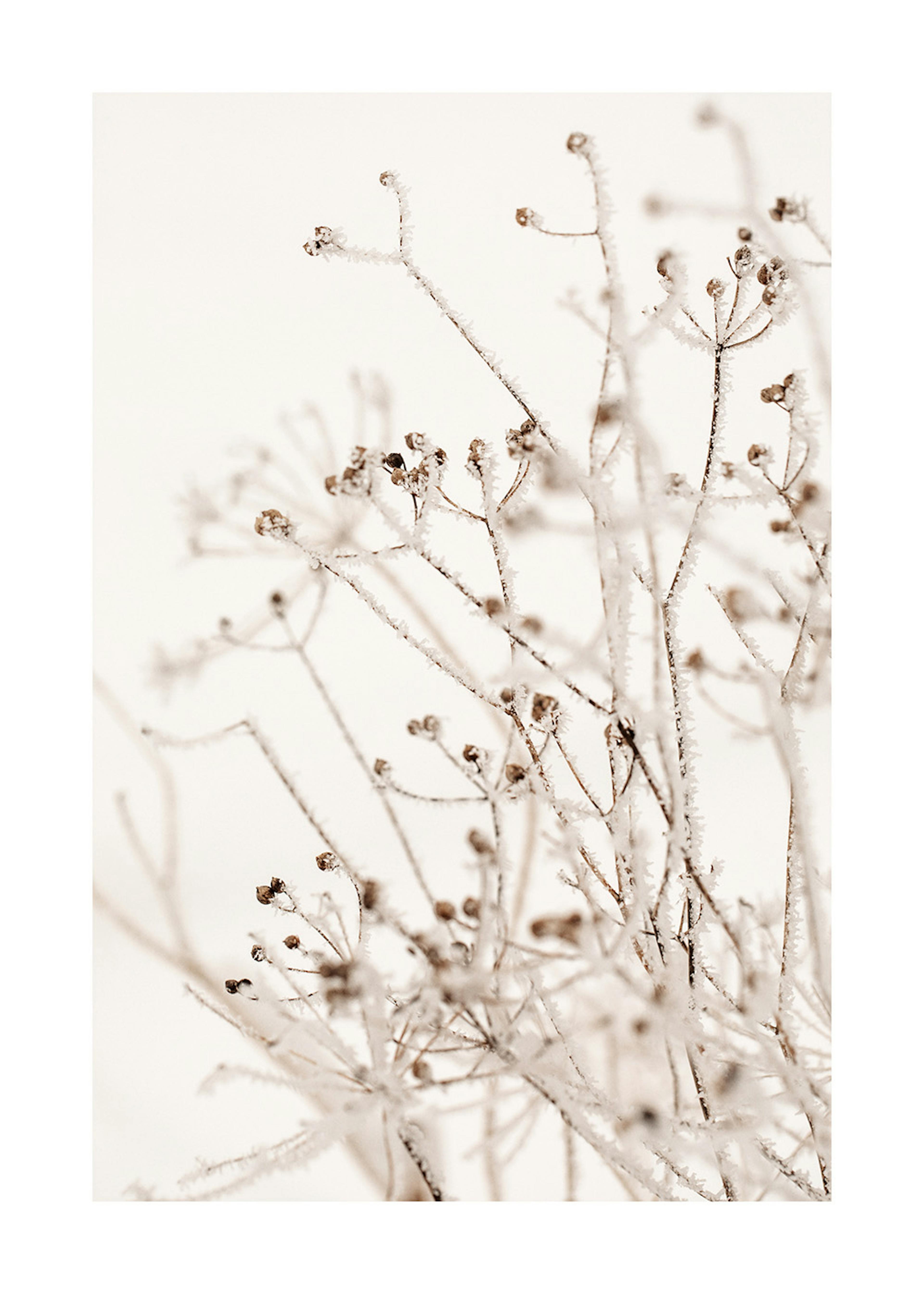 Winter Botanical Affiche 0