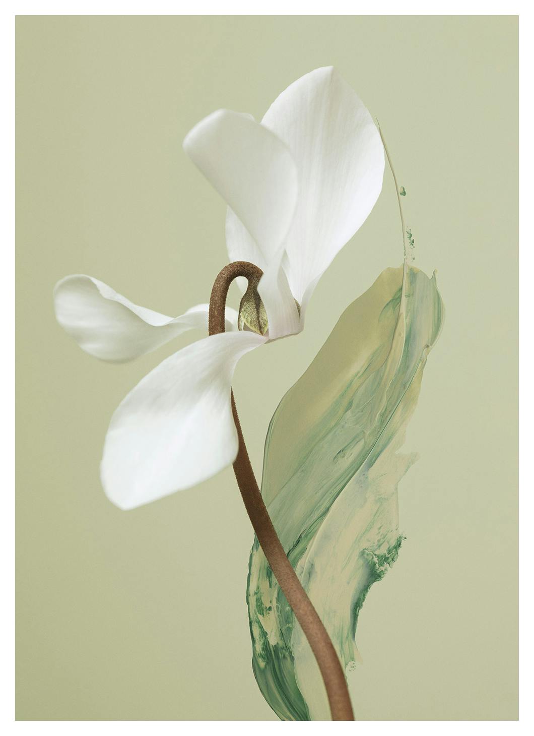 Flower Brush Plakat (30x40 cm) - Plakater > Botaniske plakater > Blomsterplakater