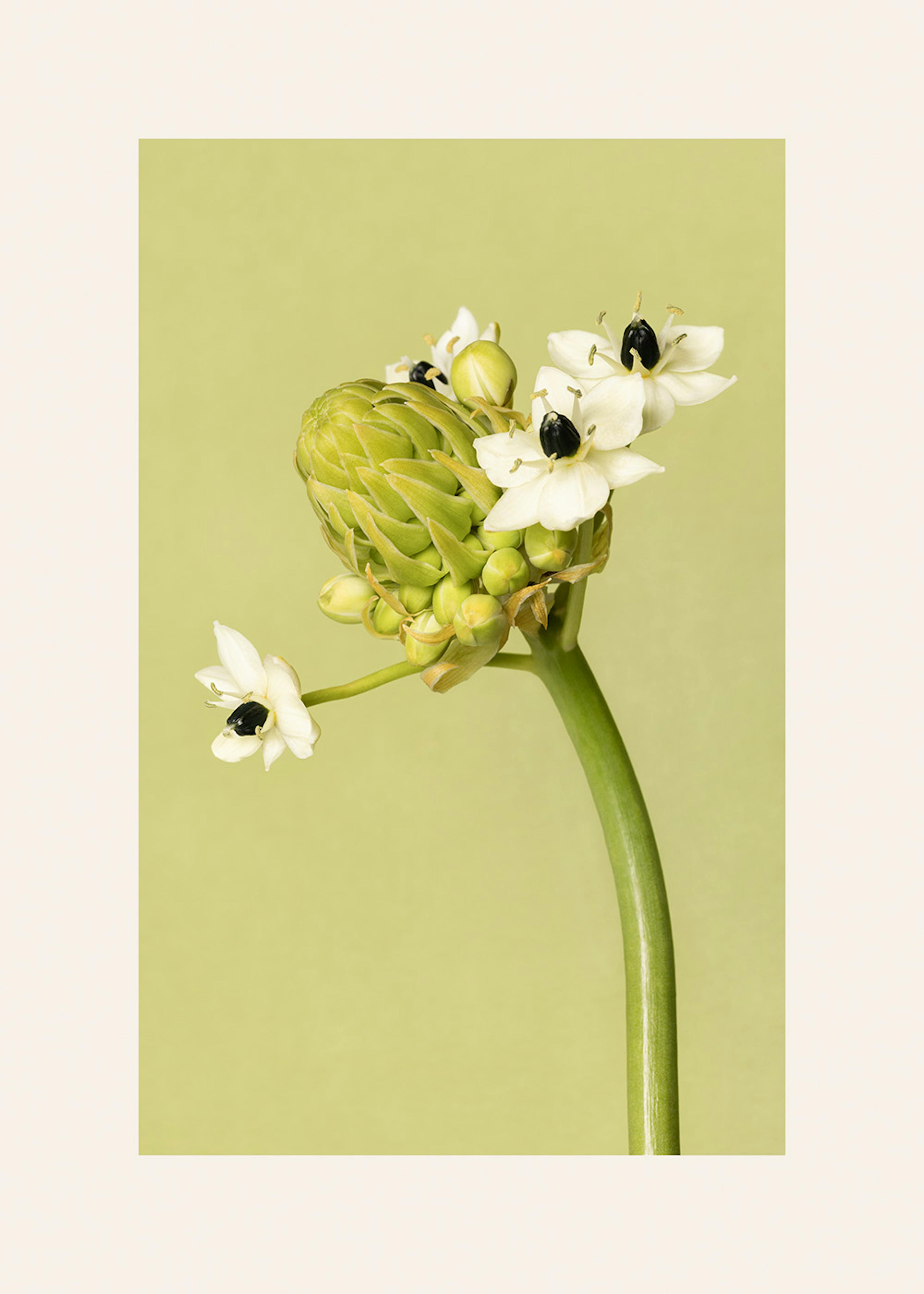 The Garden Star of Bethlehem Print 0