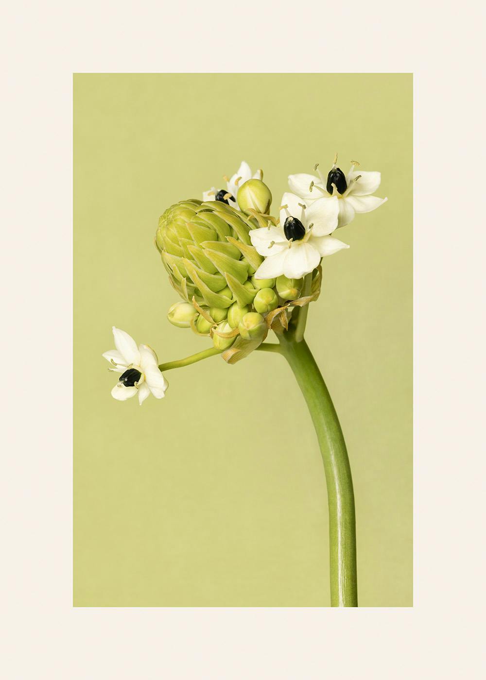 The Garden Star of Bethlehem Plakat 0