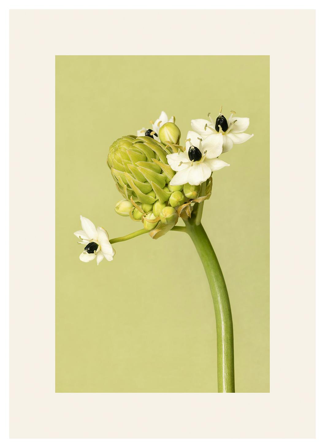 Prints - The Garden Star of Bethlehem Print (50x70 cm) - Floral prints