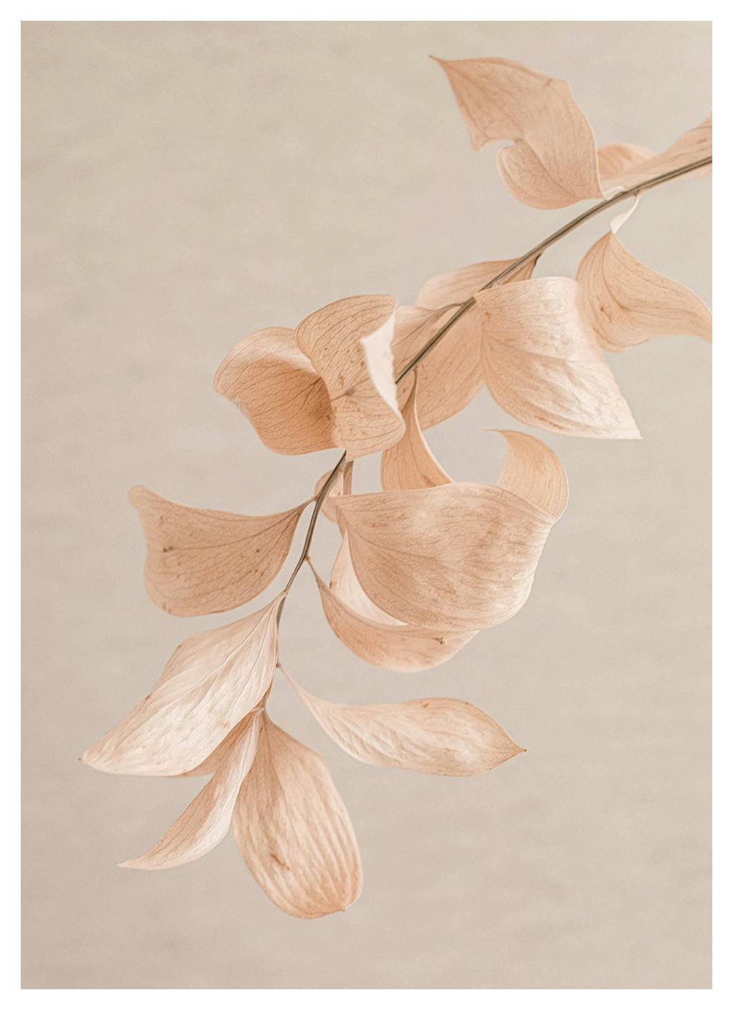 Pastel Grace Plakat (50x70 cm) - Plakater > Botaniske plakater
