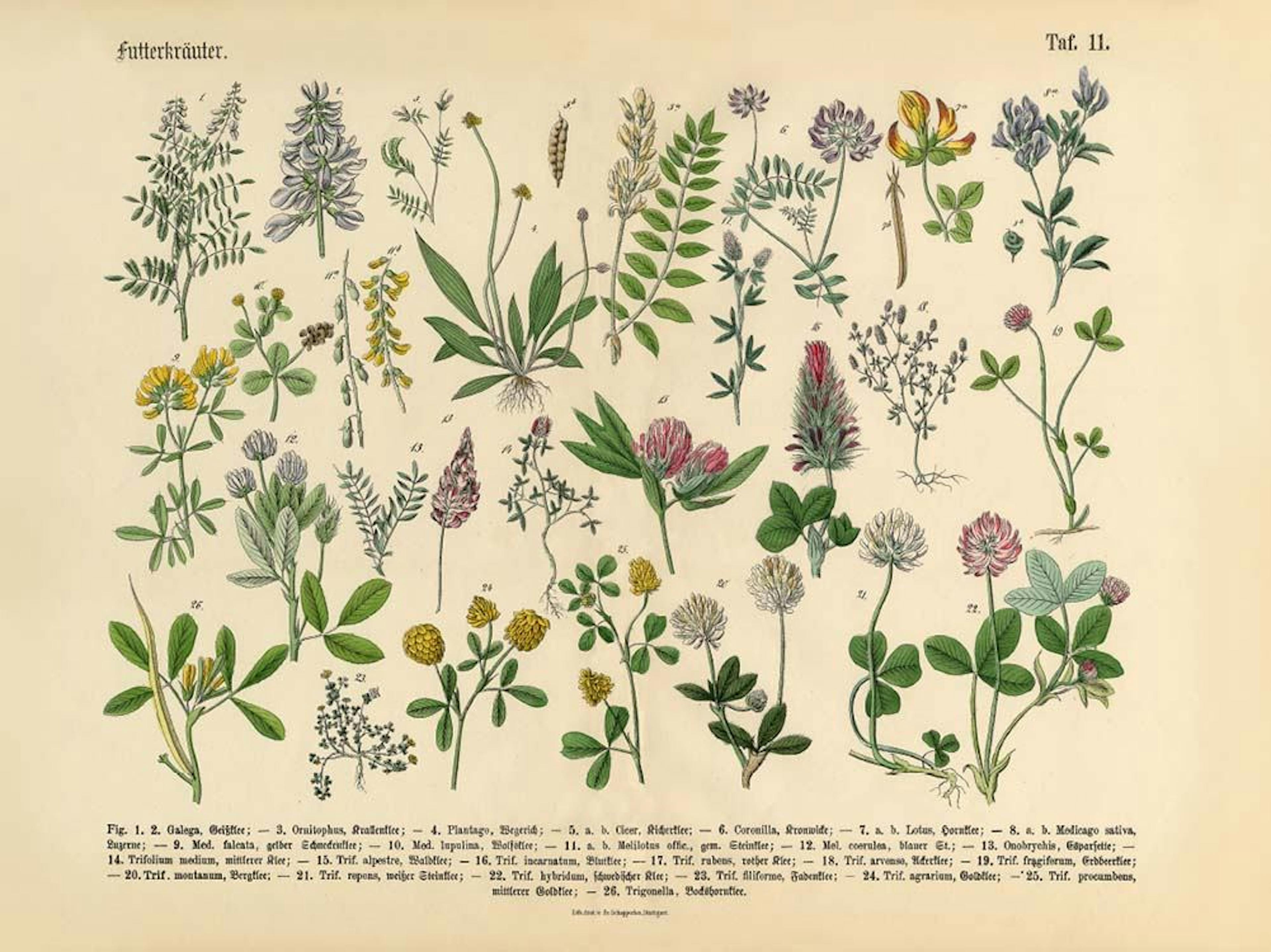 Victorian Garden No1 Affiche
