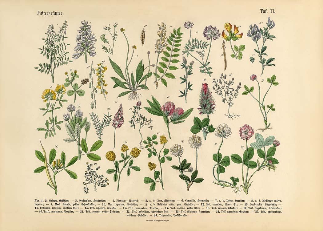 Victorian Garden No1 Print 0