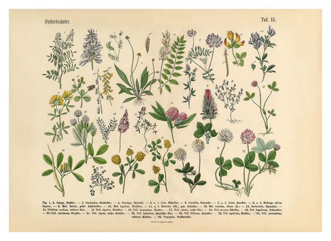 Prints - Victorian Garden No1 Print (30x40 cm) - Vintage posters