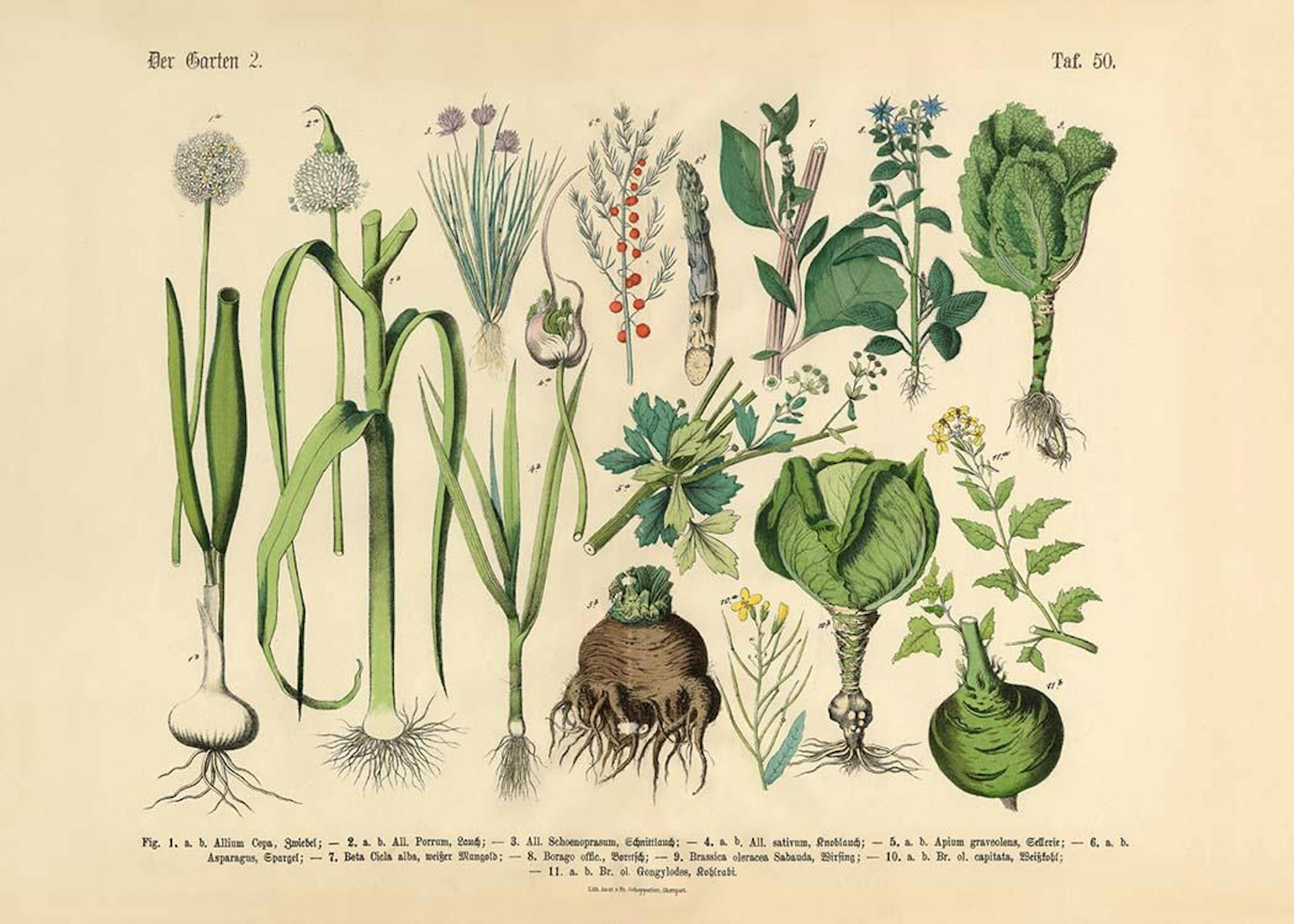 Victorian Garden No2 Print 0