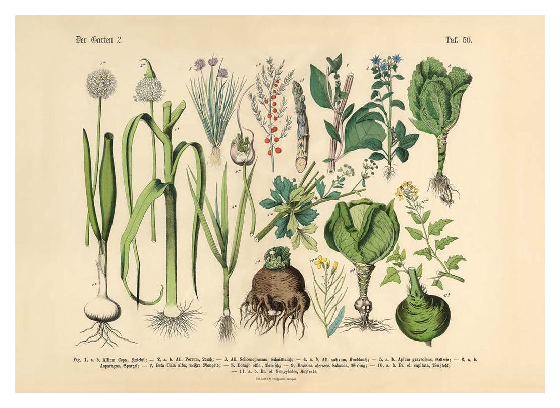 Prints - Victorian Garden No2 Print (30x40 cm) - Vintage posters