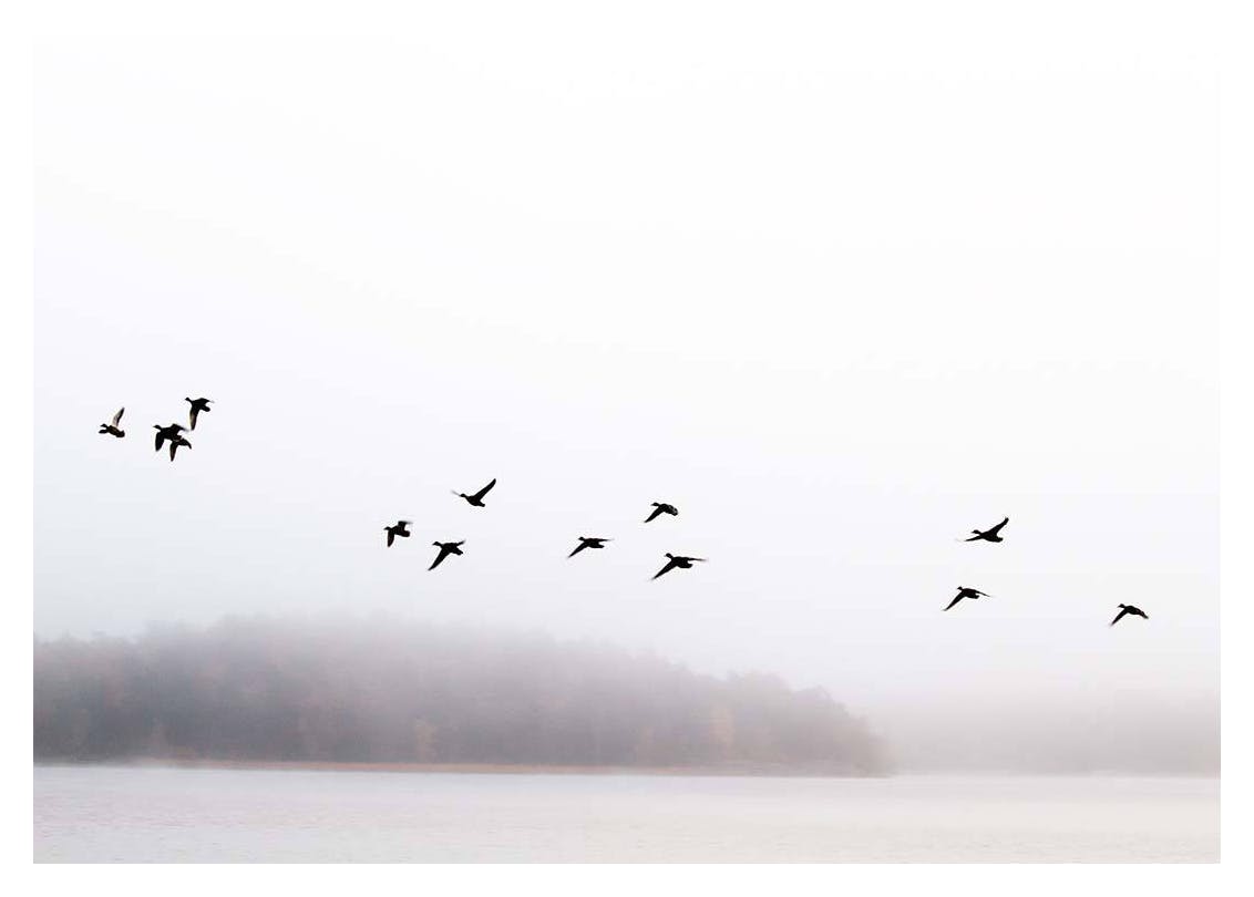Birds Over Lake Poster (70x100 cm) -  Bilder mit Naturmotiven