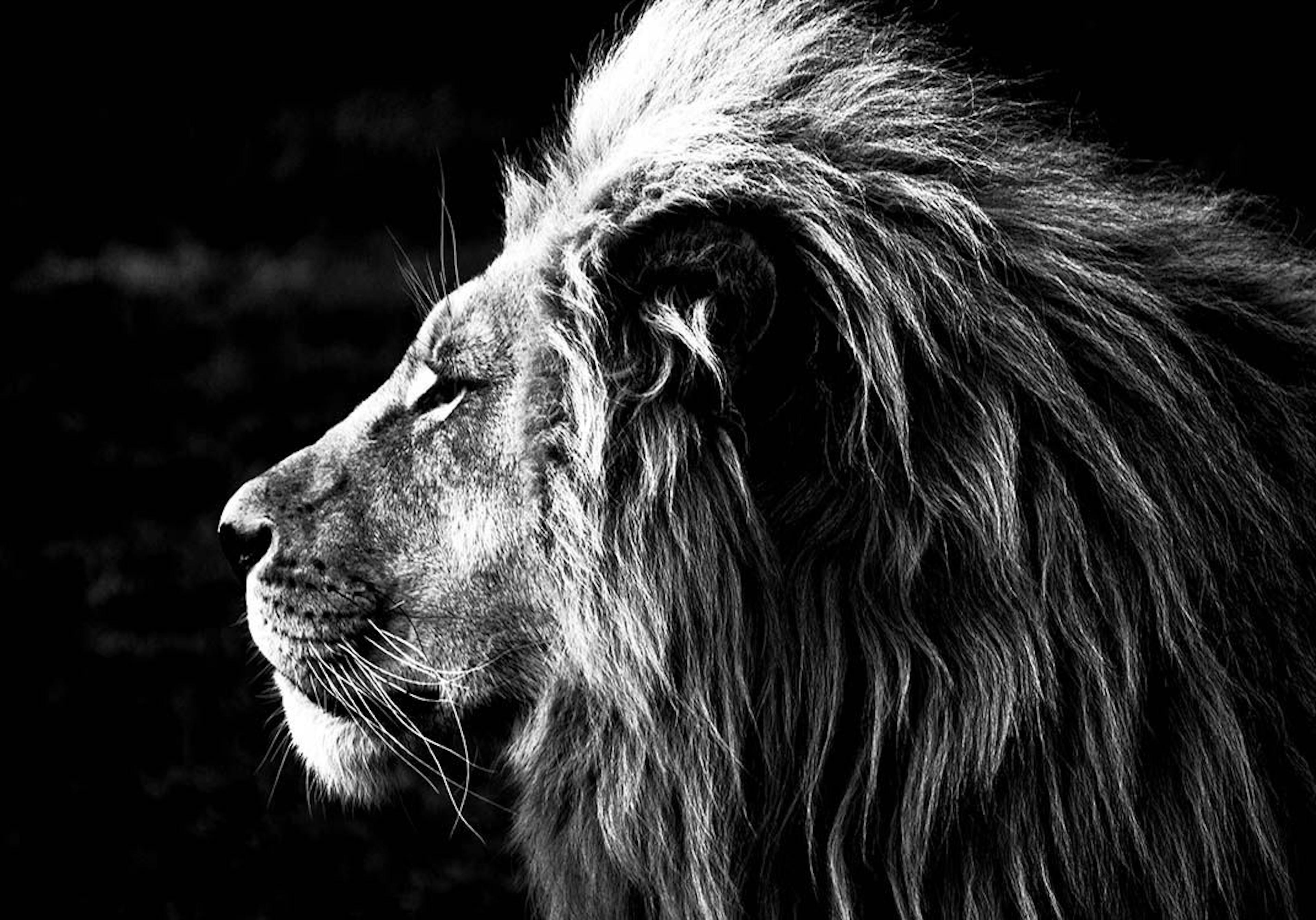 Lion B&W Plakat 0
